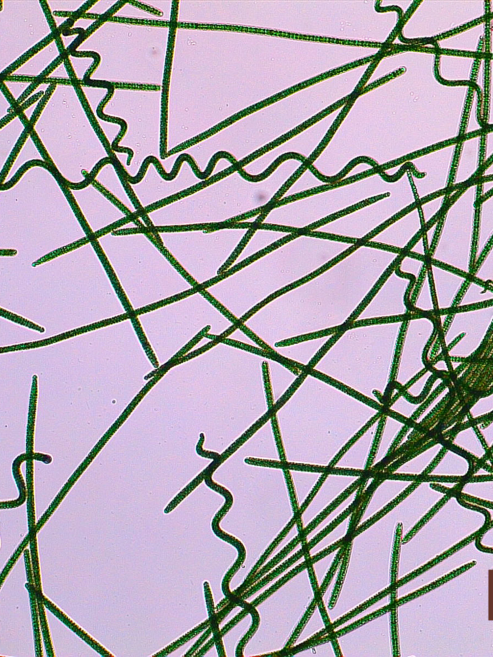 Arthrospira platensis Arthrospira platensis (spirulina) onder de microscoop bekeken. ©Audrey De Cupyer