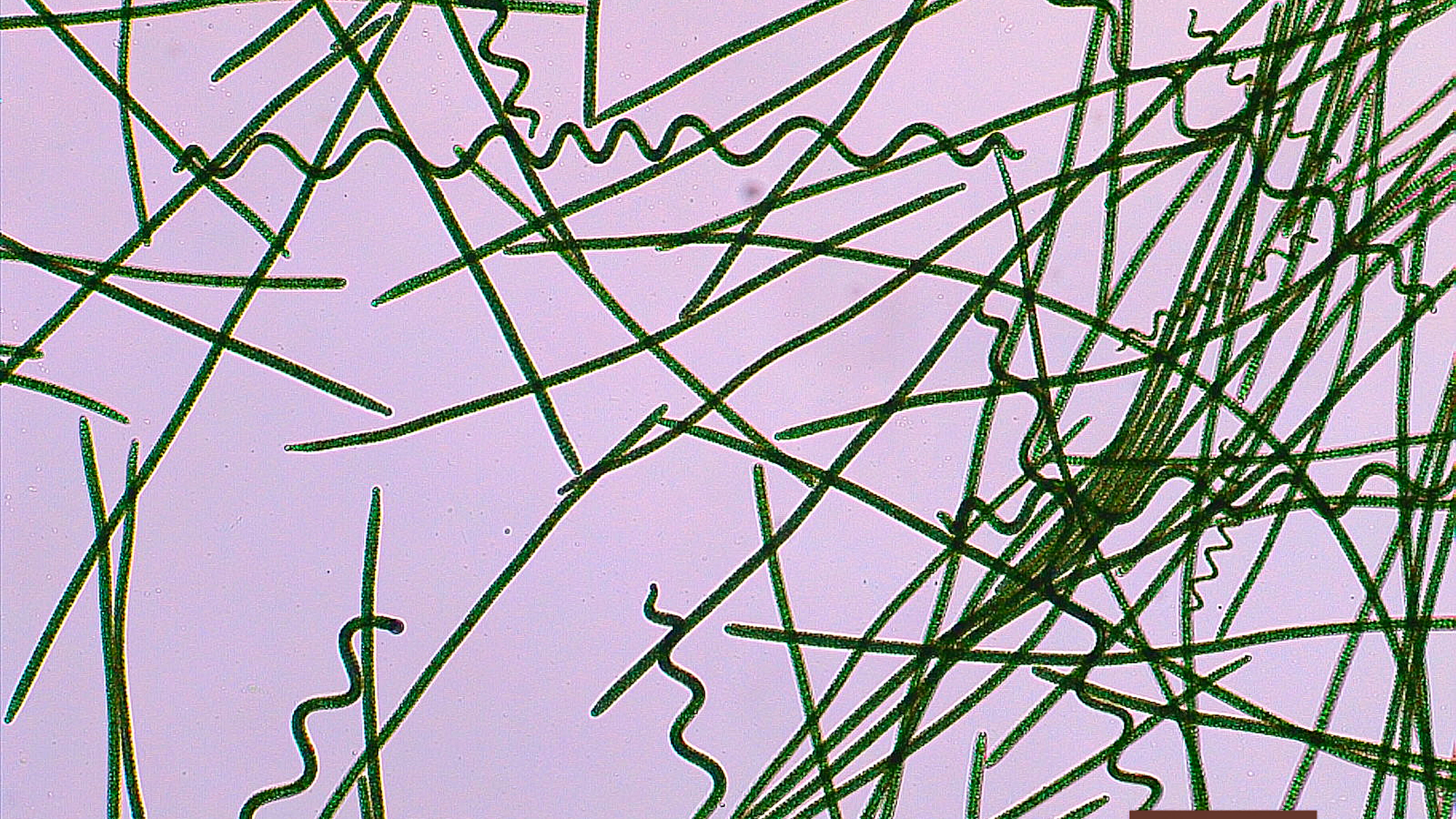 Arthrospira platensis Arthrospira platensis (spirulina) onder de microscoop bekeken. ©Audrey De Cupyer