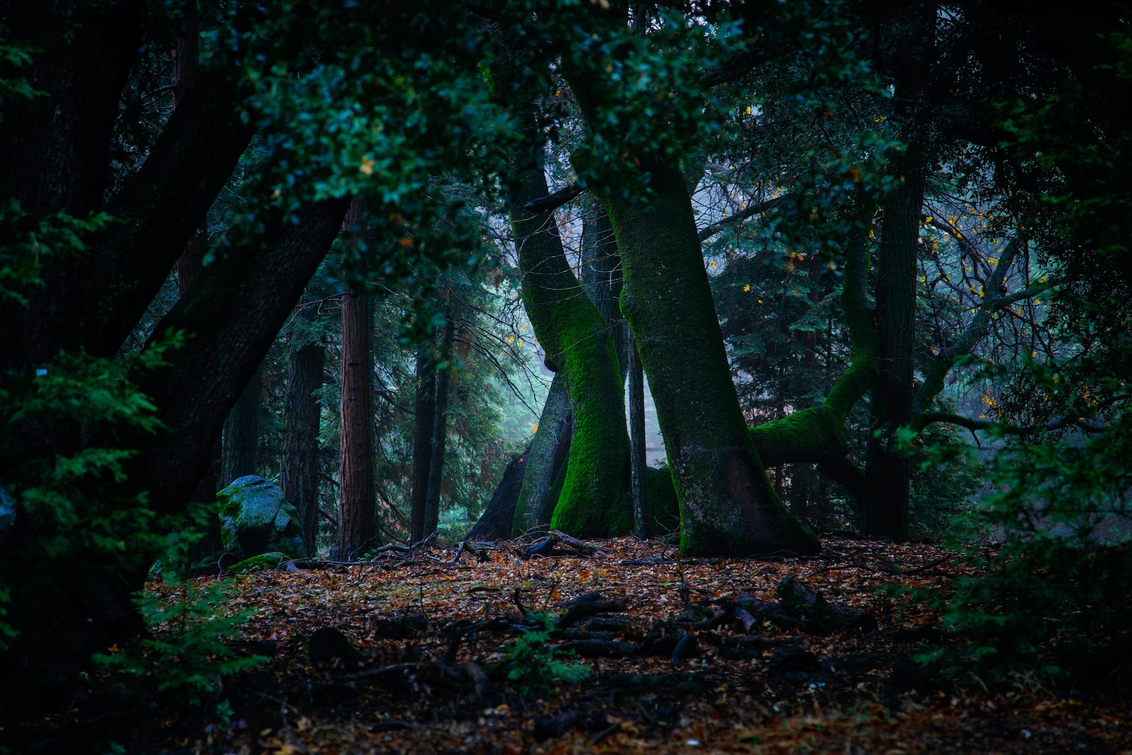 Kunnen bomen echt samenwerken? Niet iedereen is overtuigd