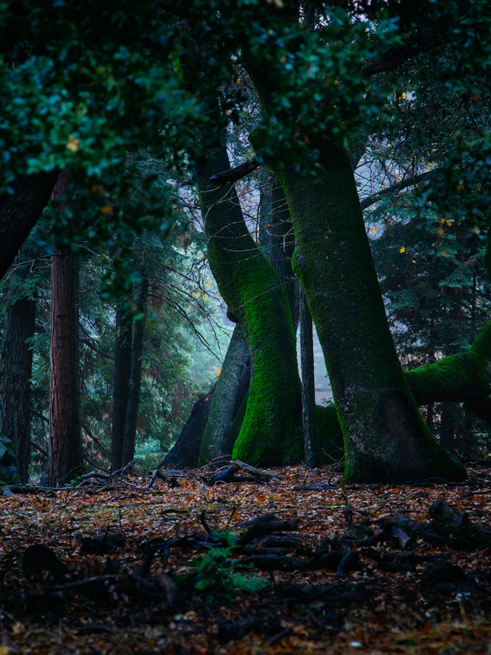 Kunnen bomen echt samenwerken? Niet iedereen is overtuigd