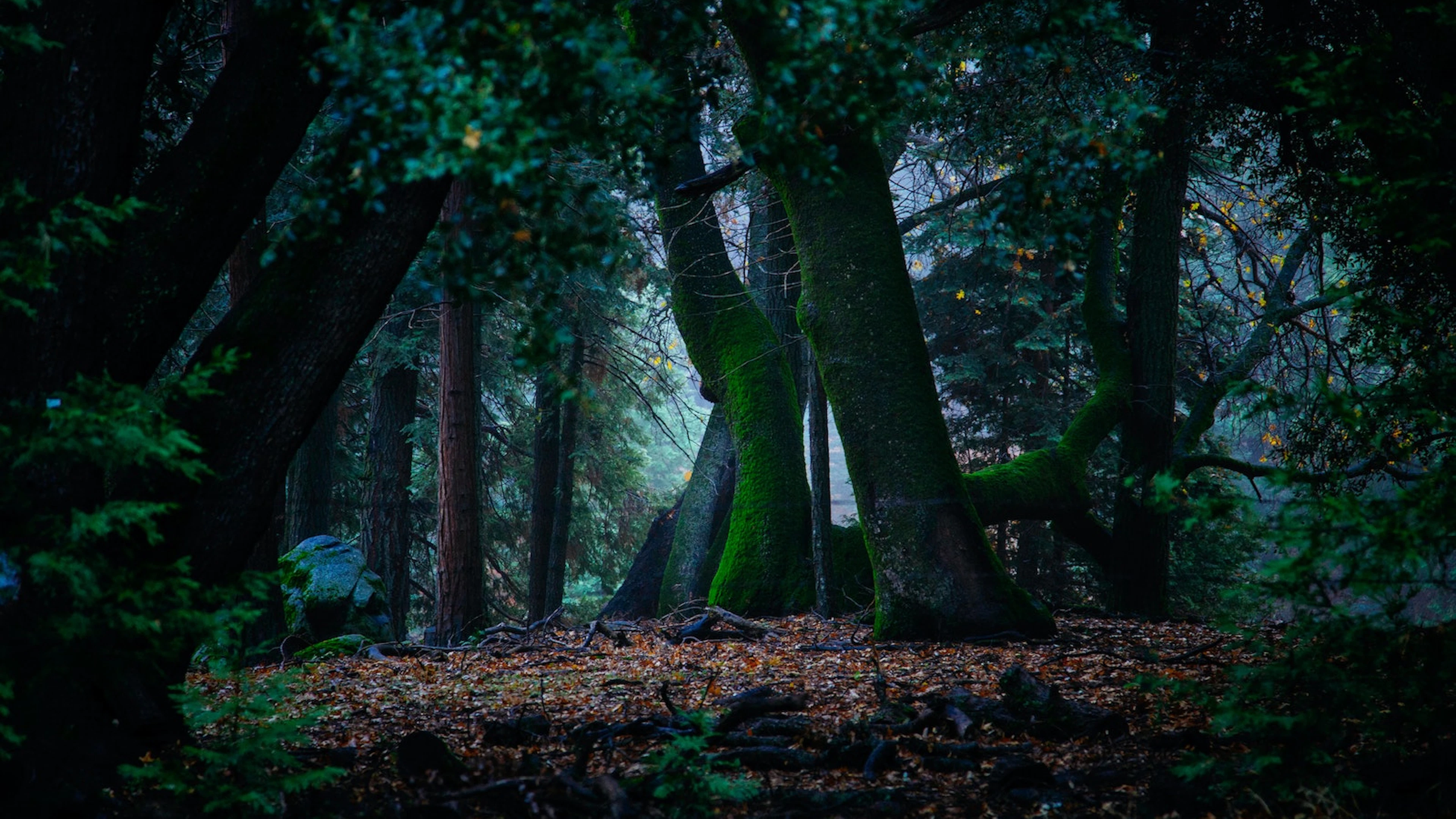 Kunnen bomen echt samenwerken? Niet iedereen is overtuigd
