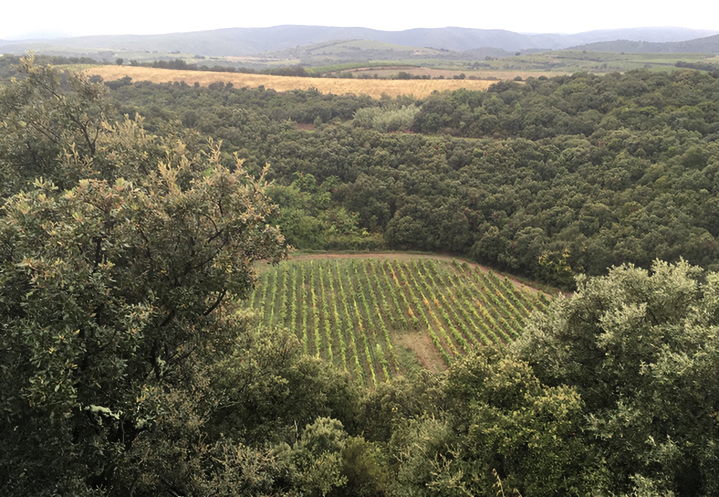 Meteorietkrater ontdekt in Franse wijngaard
