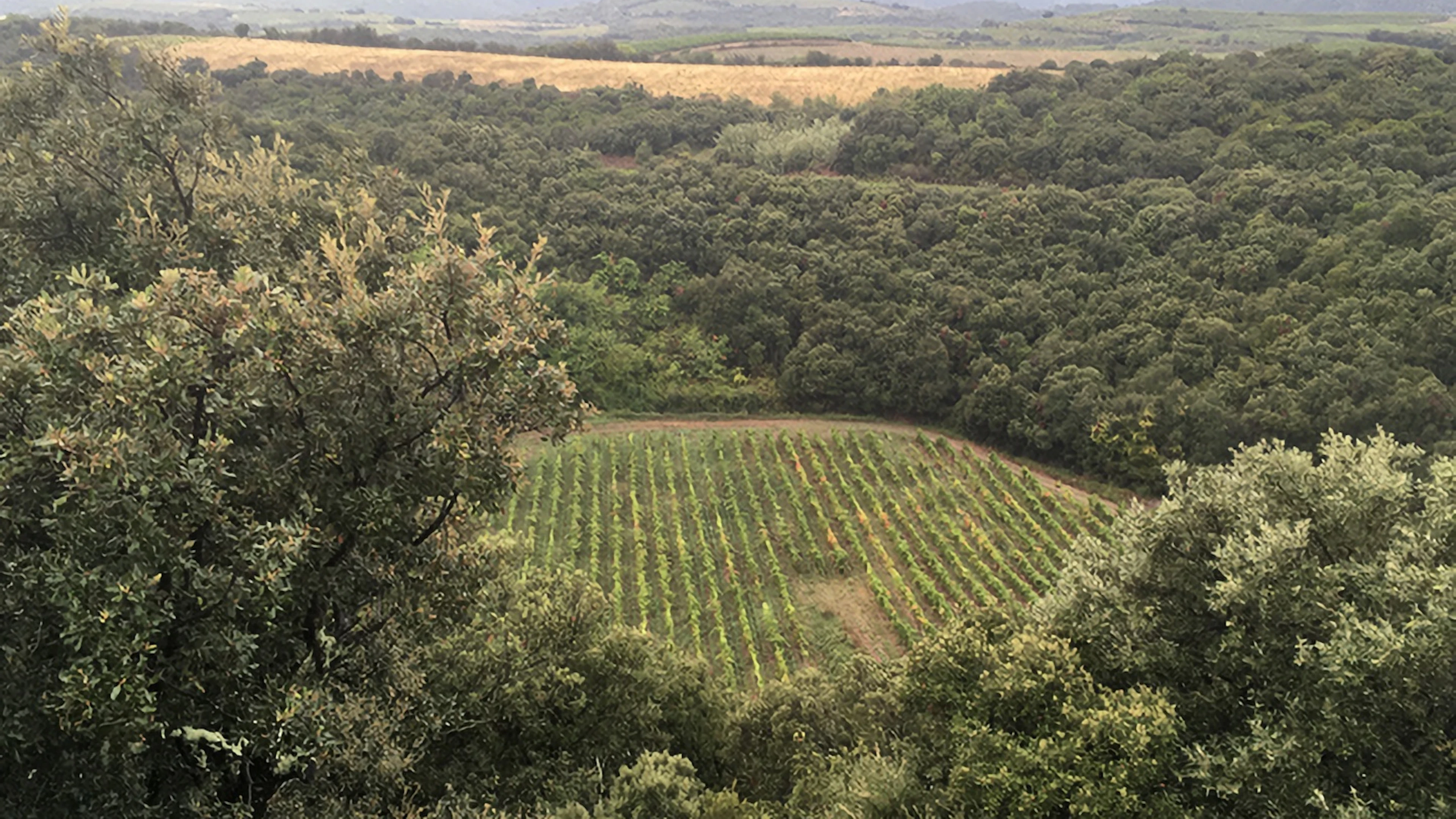 Meteorietkrater ontdekt in Franse wijngaard
