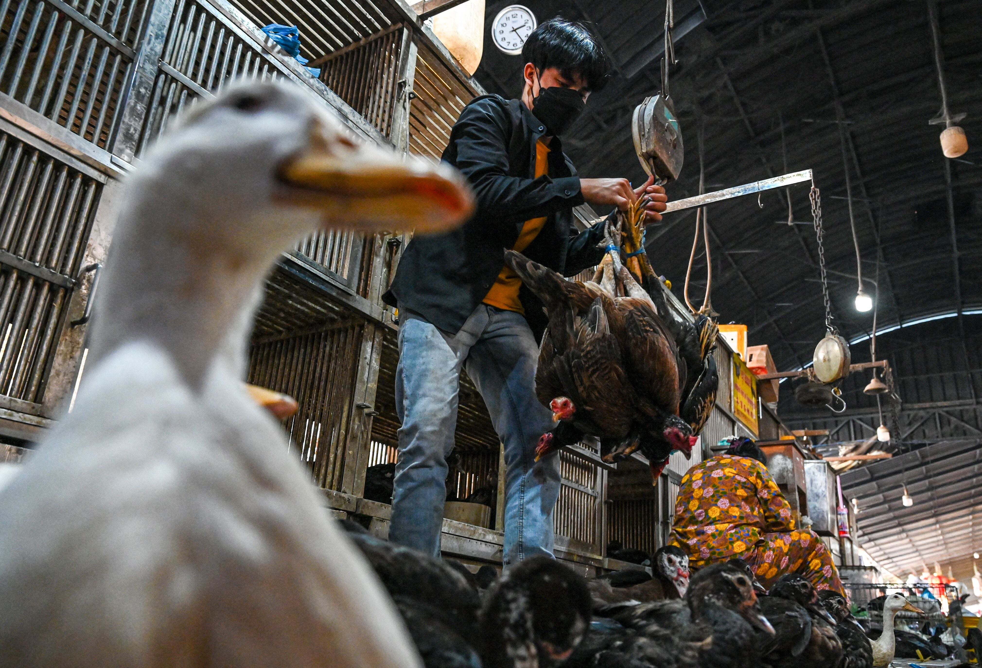Fabrikanten van vaccins bereiden zich voor op de vogelgriep