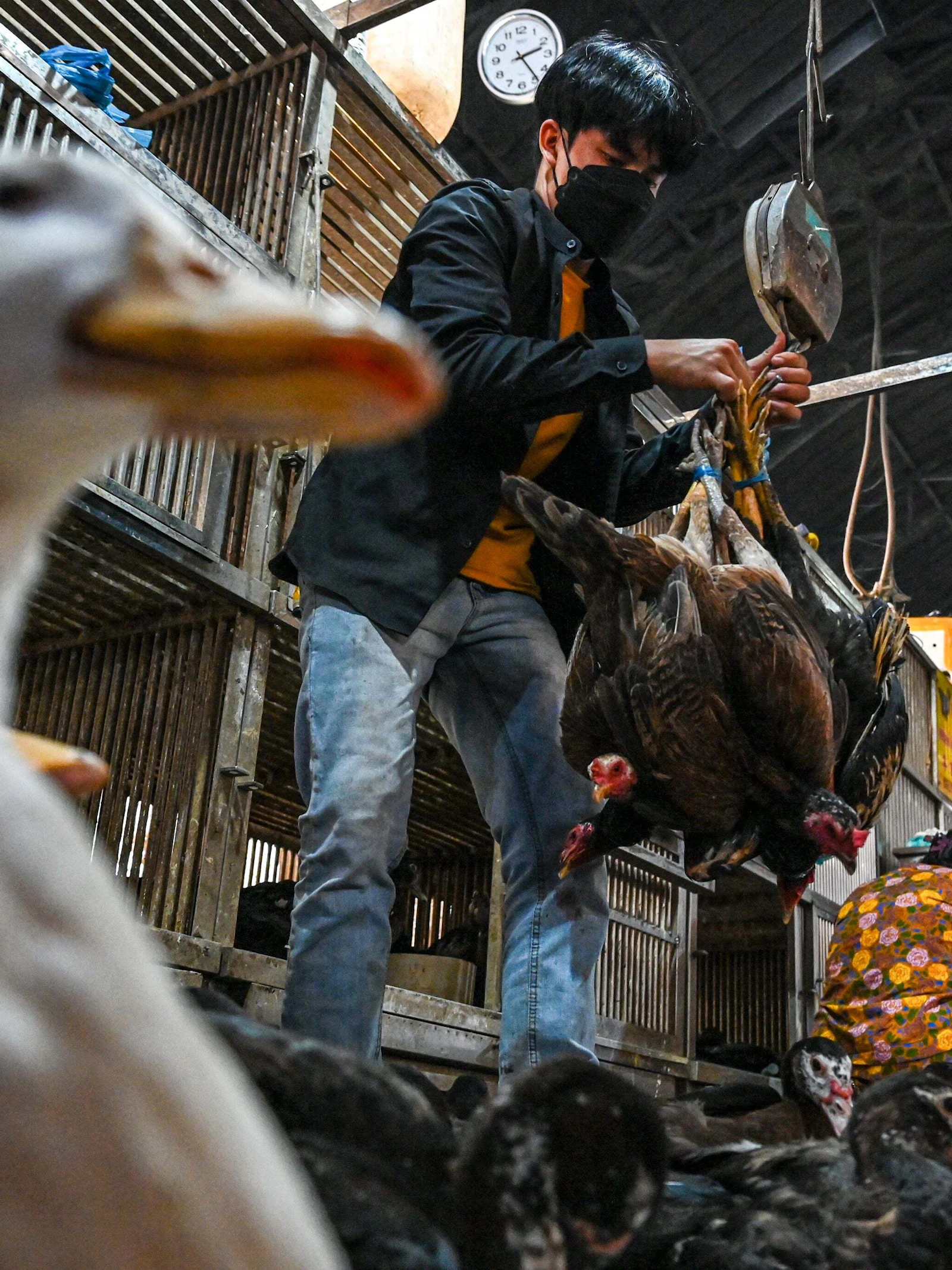 Fabrikanten van vaccins bereiden zich voor op de vogelgriep