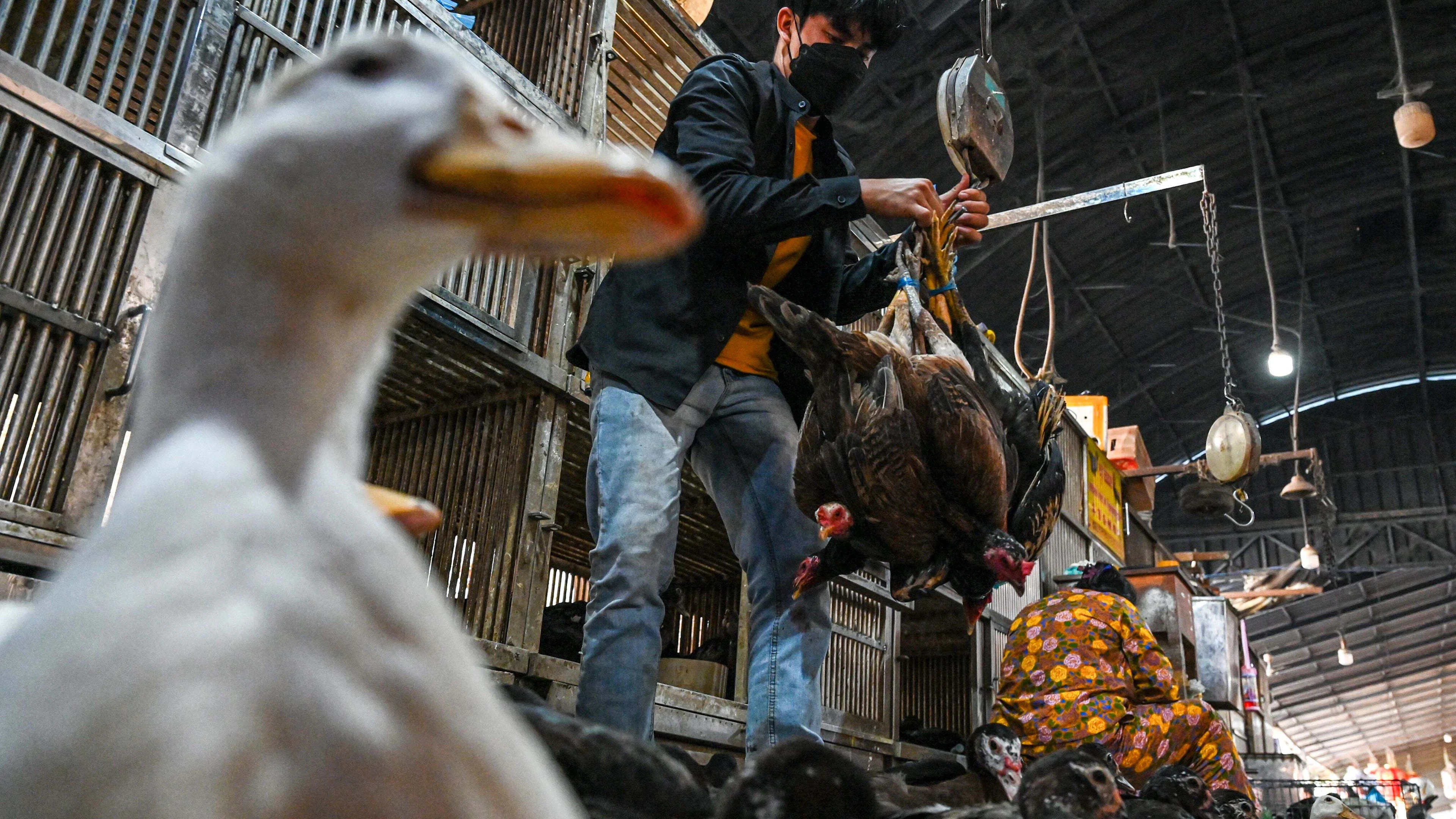 Fabrikanten van vaccins bereiden zich voor op de vogelgriep