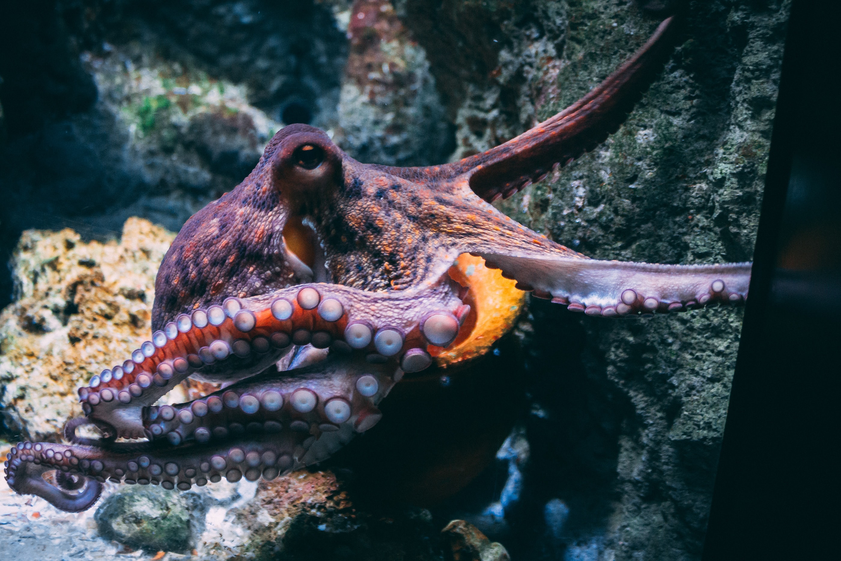 Nieuw onderzoek meet hersengolven van superslimme octopussen