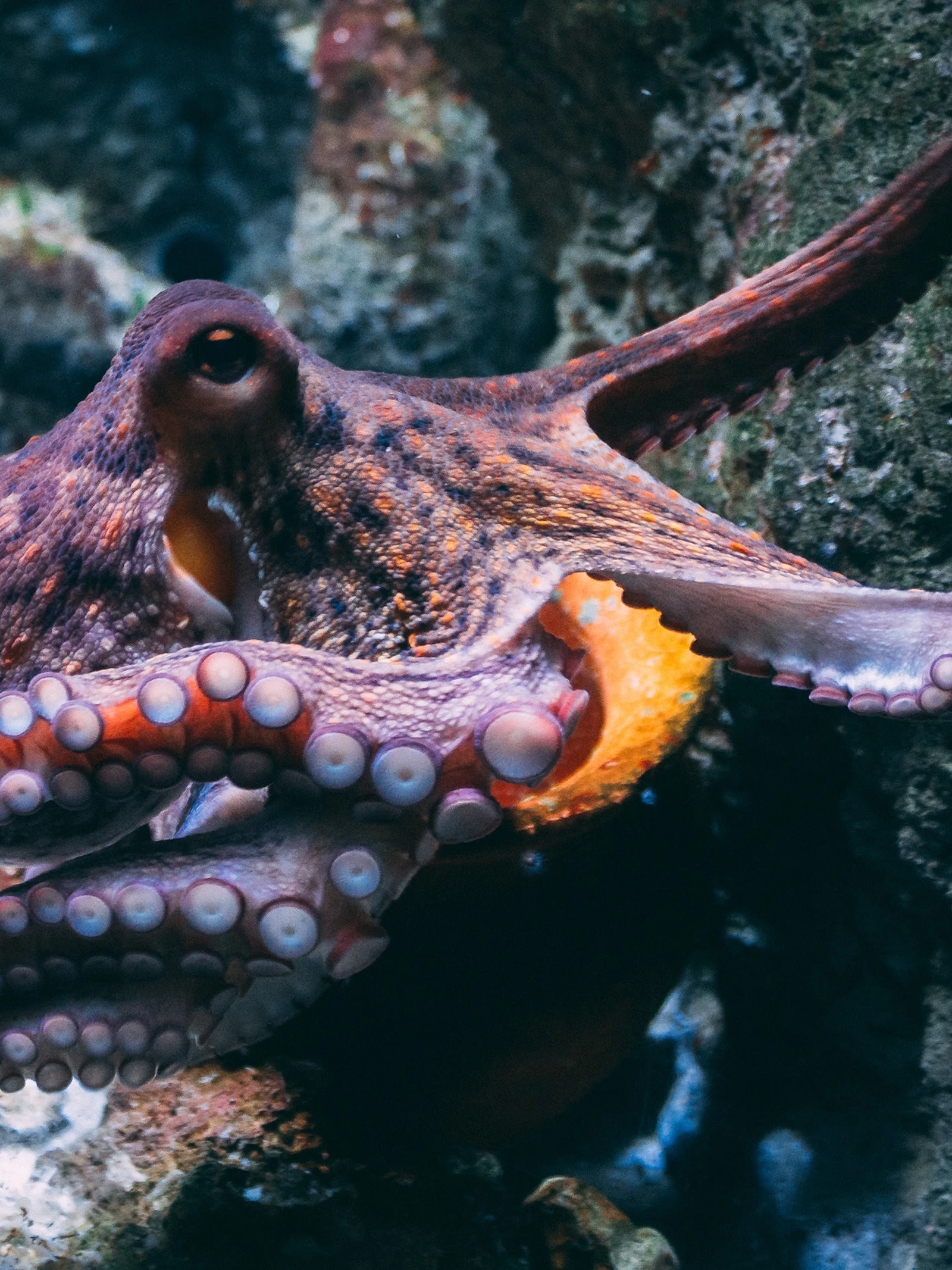 Nieuw onderzoek meet hersengolven van superslimme octopussen