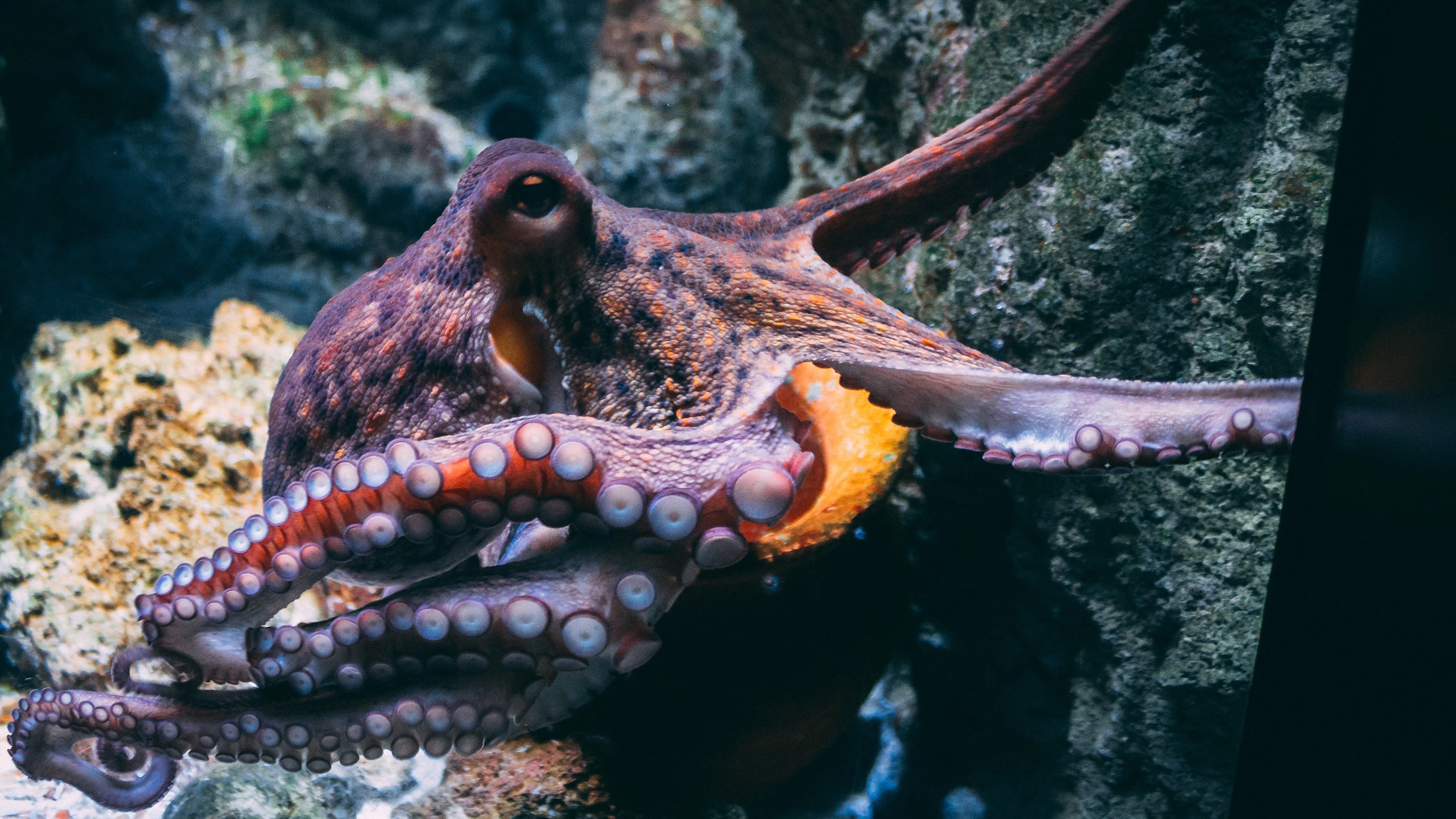 Nieuw onderzoek meet hersengolven van superslimme octopussen