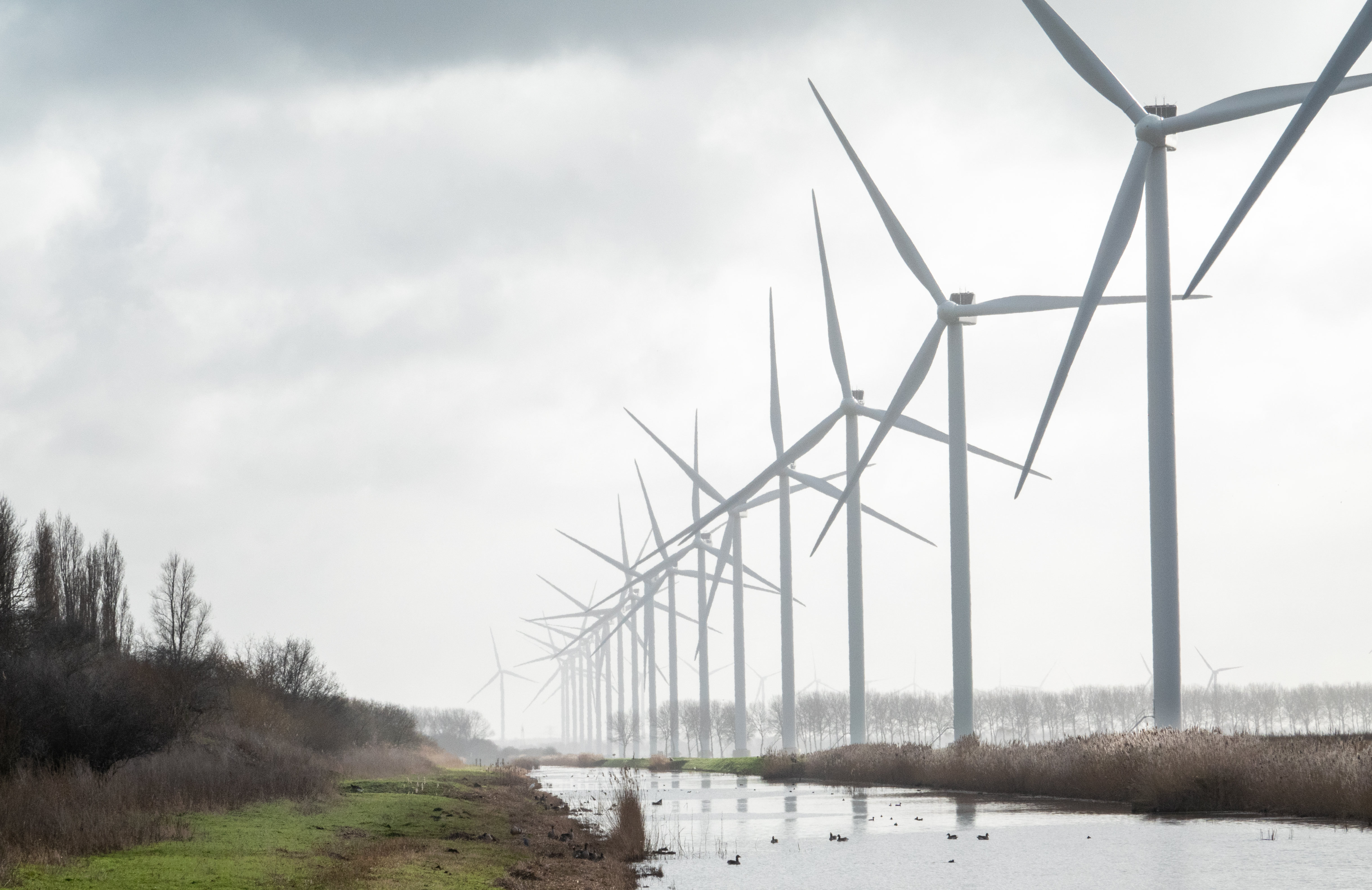 Welk effect hebben windmolens op vogelpopulaties? ‘De locatie van nieuwe windparken is essentieel’