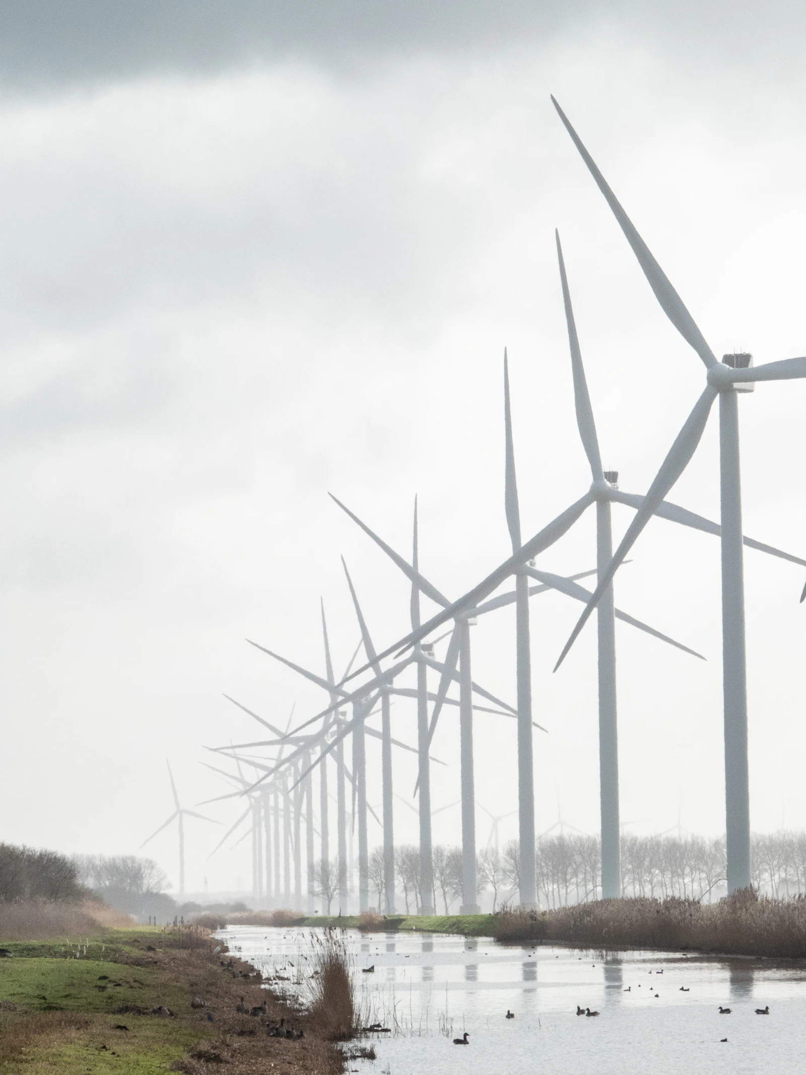 Welk effect hebben windmolens op vogelpopulaties? ‘De locatie van nieuwe windparken is essentieel’