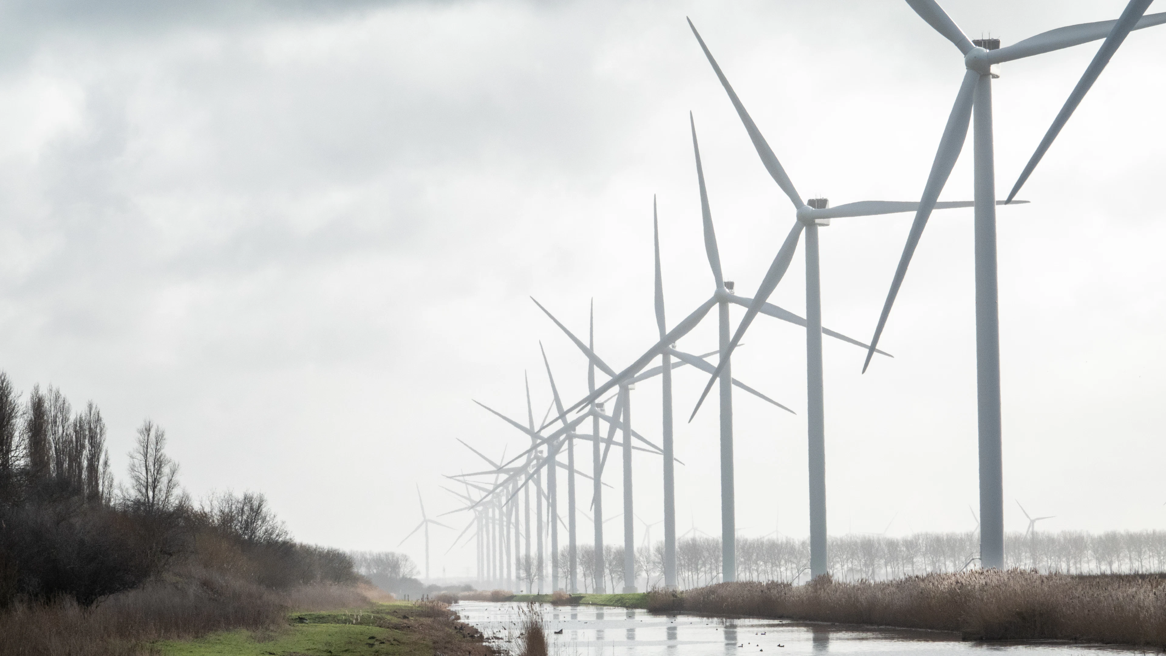 Welk effect hebben windmolens op vogelpopulaties? ‘De locatie van nieuwe windparken is essentieel’