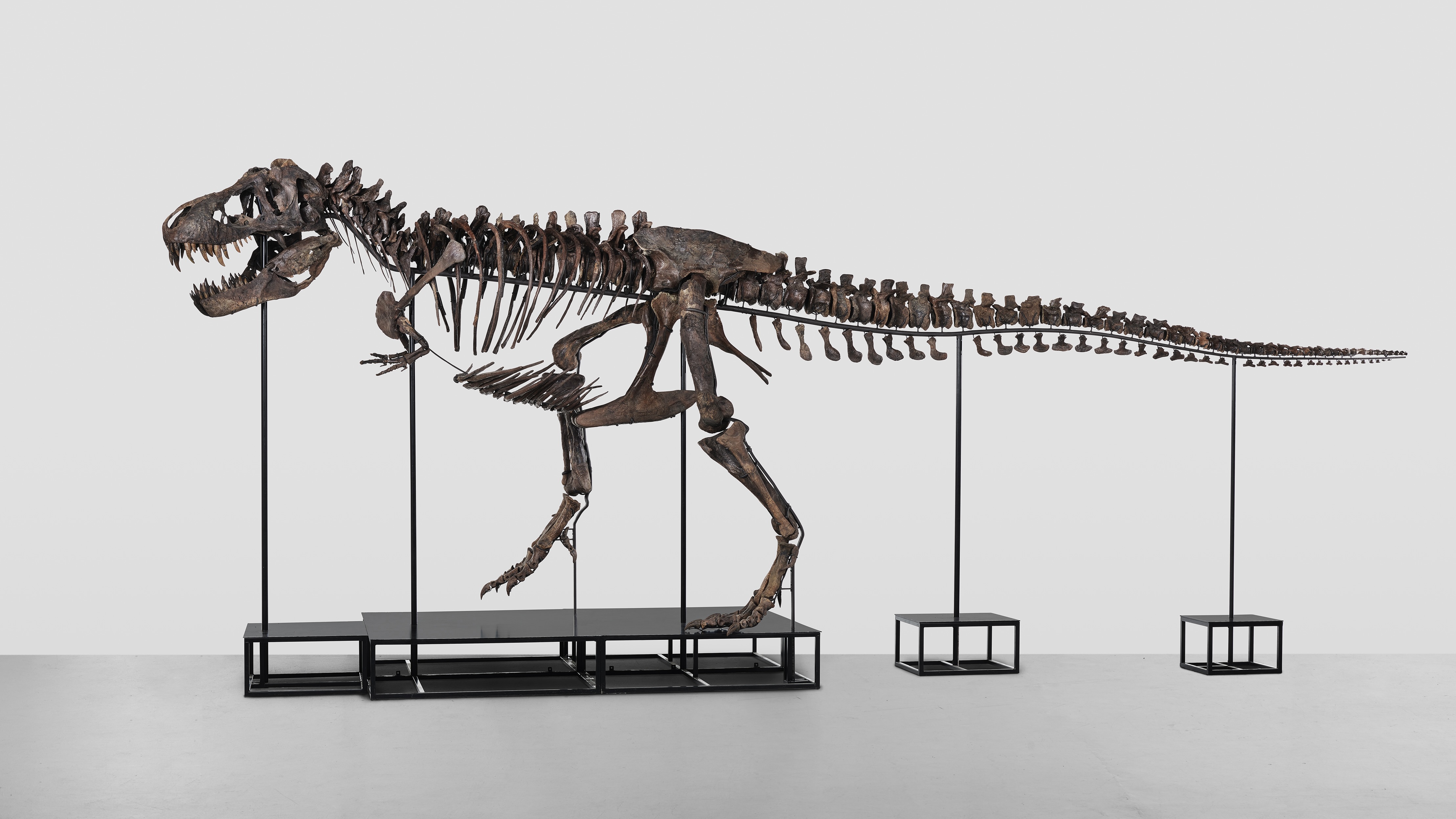 T. rex onder de hamer. Wat betekent dat voor de wetenschap?
