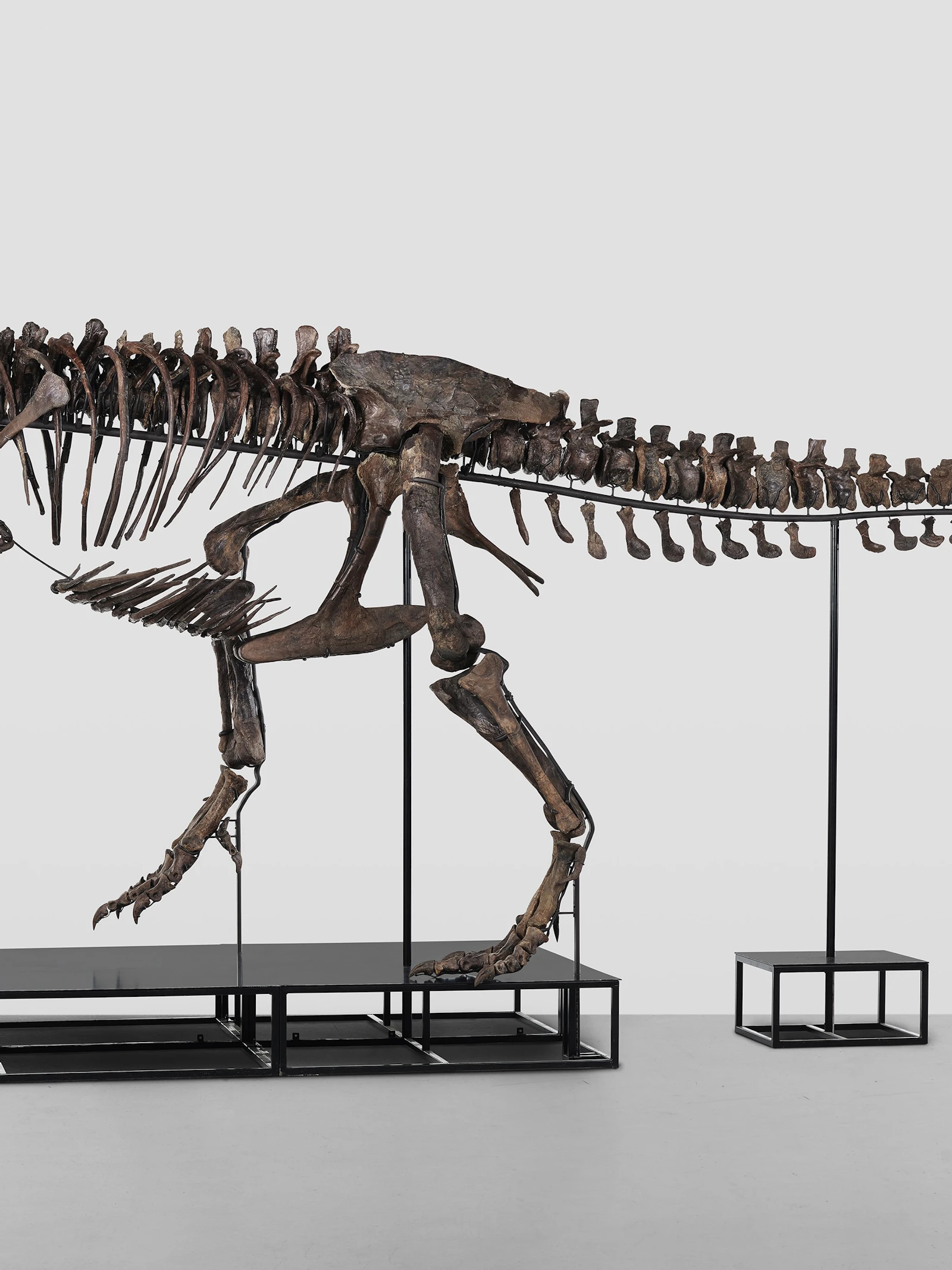 T. rex onder de hamer. Wat betekent dat voor de wetenschap?