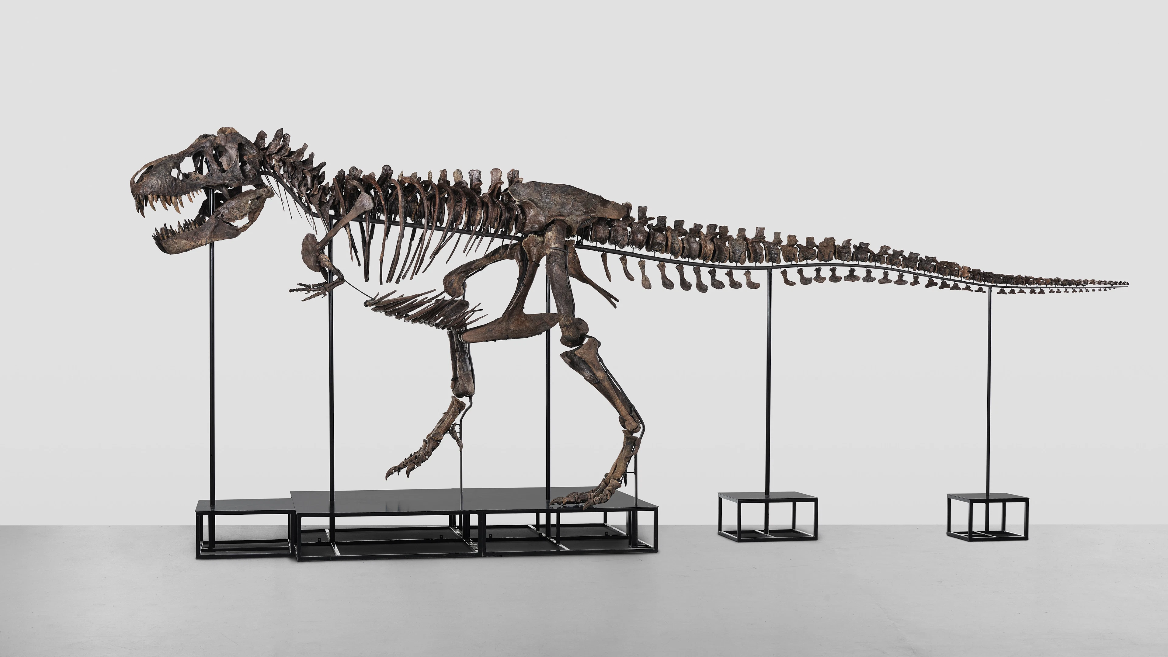 T. rex onder de hamer. Wat betekent dat voor de wetenschap?