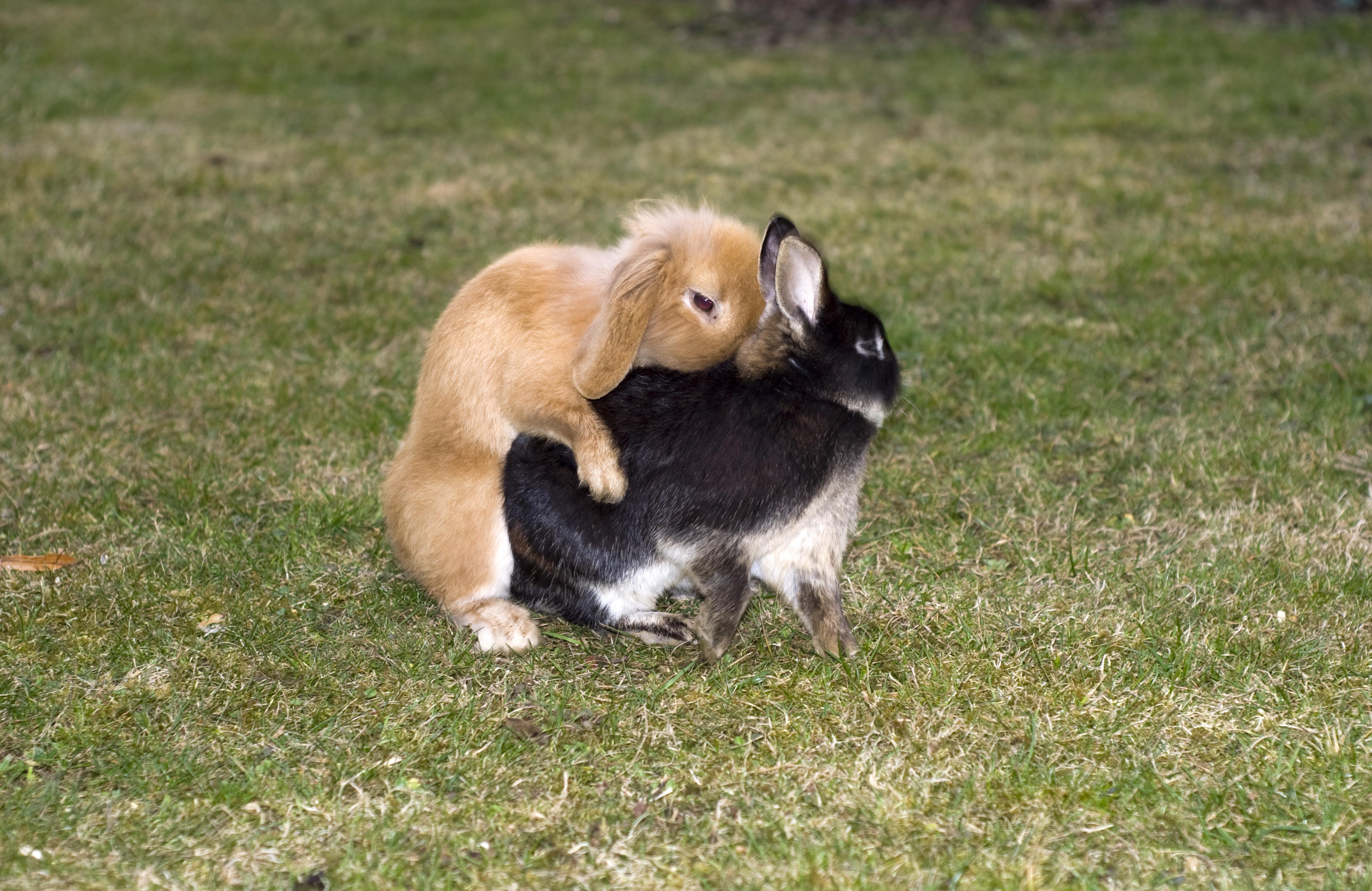 Ook dieren hebben clitorissen. En die zijn gevarieerder dan gedacht