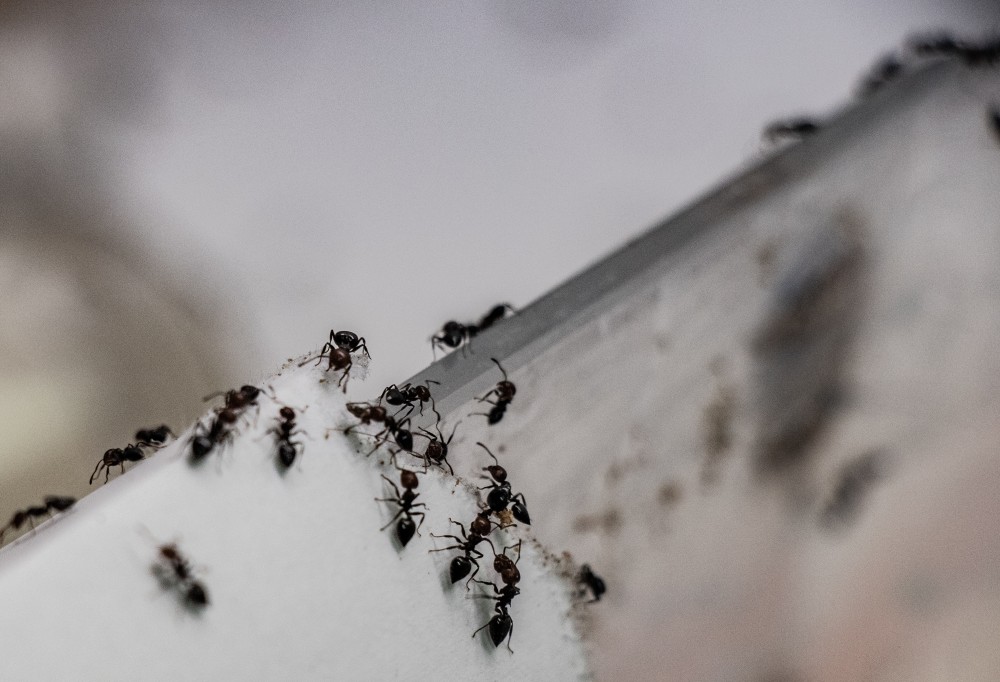 De Crematogaster scutellaris is een mediterrane mierensoort gekend om zijn agressiviteit.