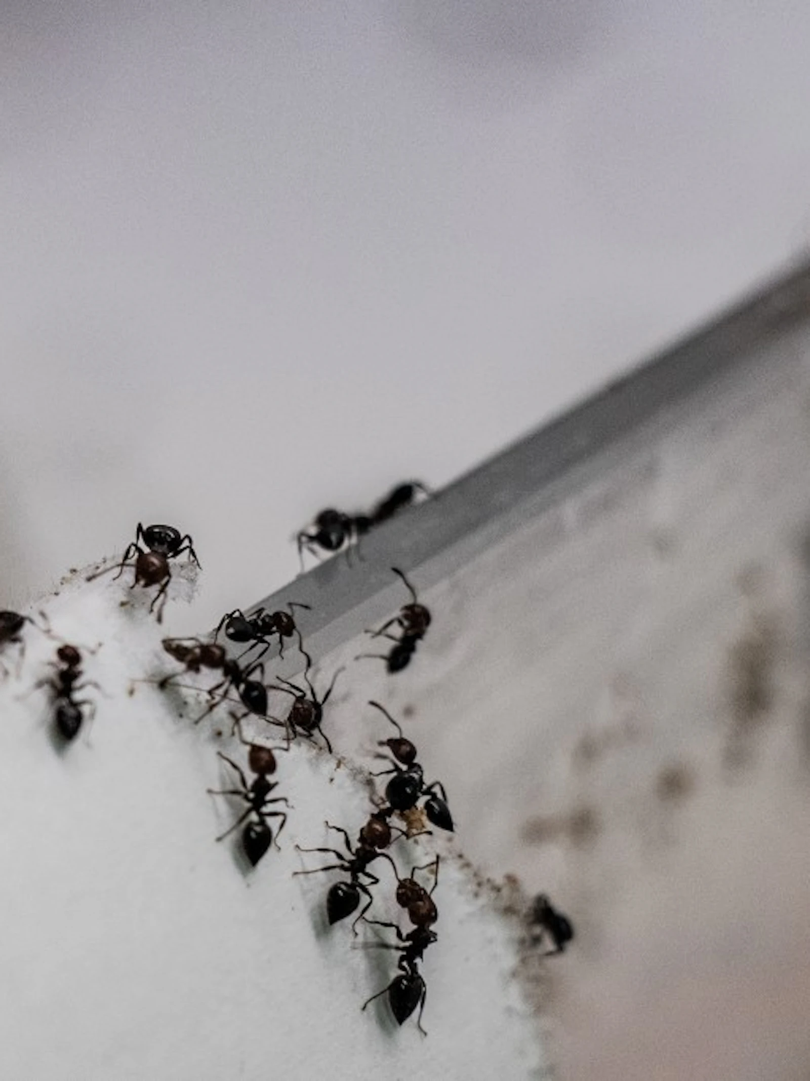 Zijn mieren goede biologische bestrijders? De Crematogaster scutellaris is een mediterrane mierensoort gekend om zijn agressiviteit.