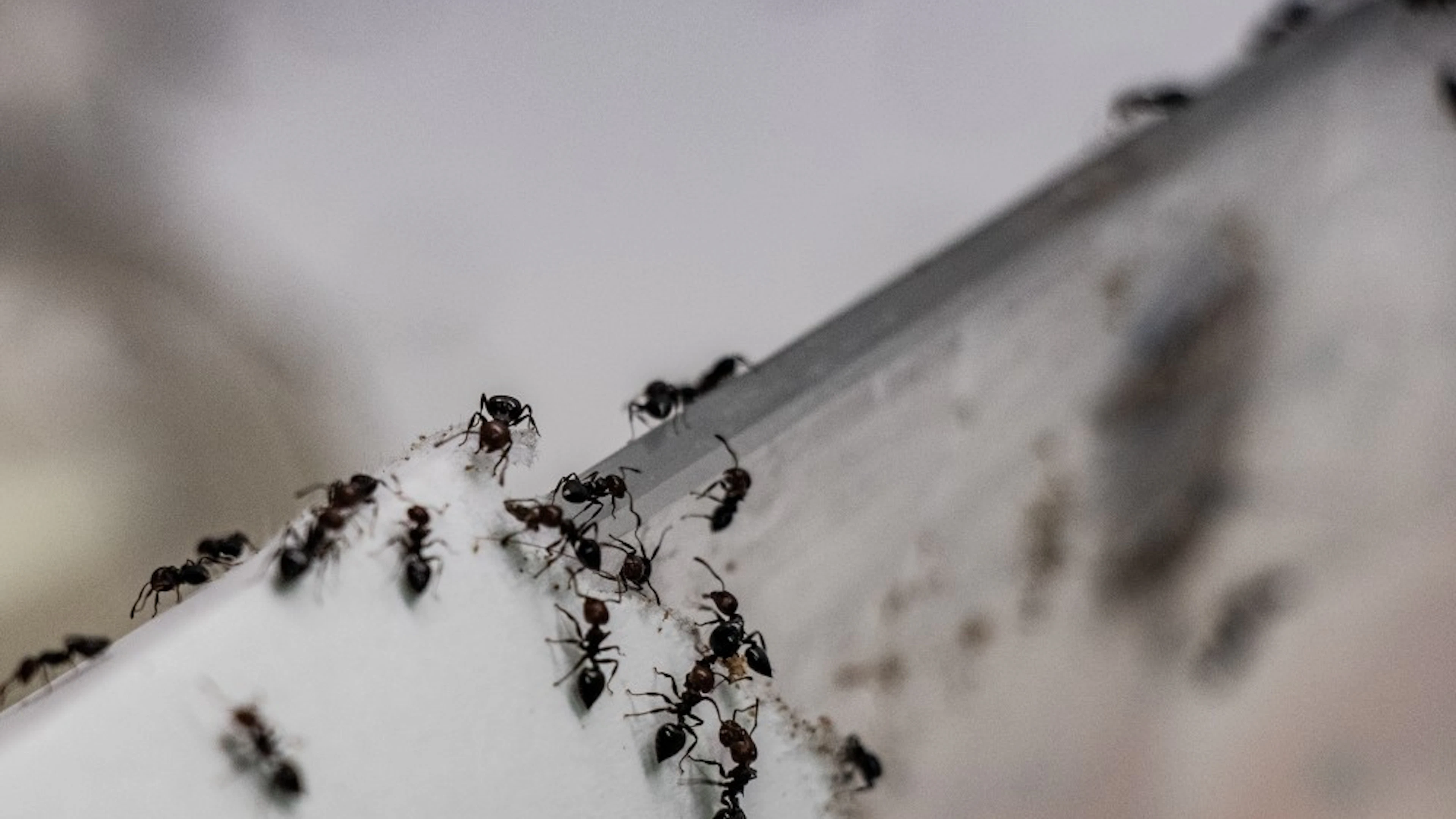 Zijn mieren goede biologische bestrijders? De Crematogaster scutellaris is een mediterrane mierensoort gekend om zijn agressiviteit.