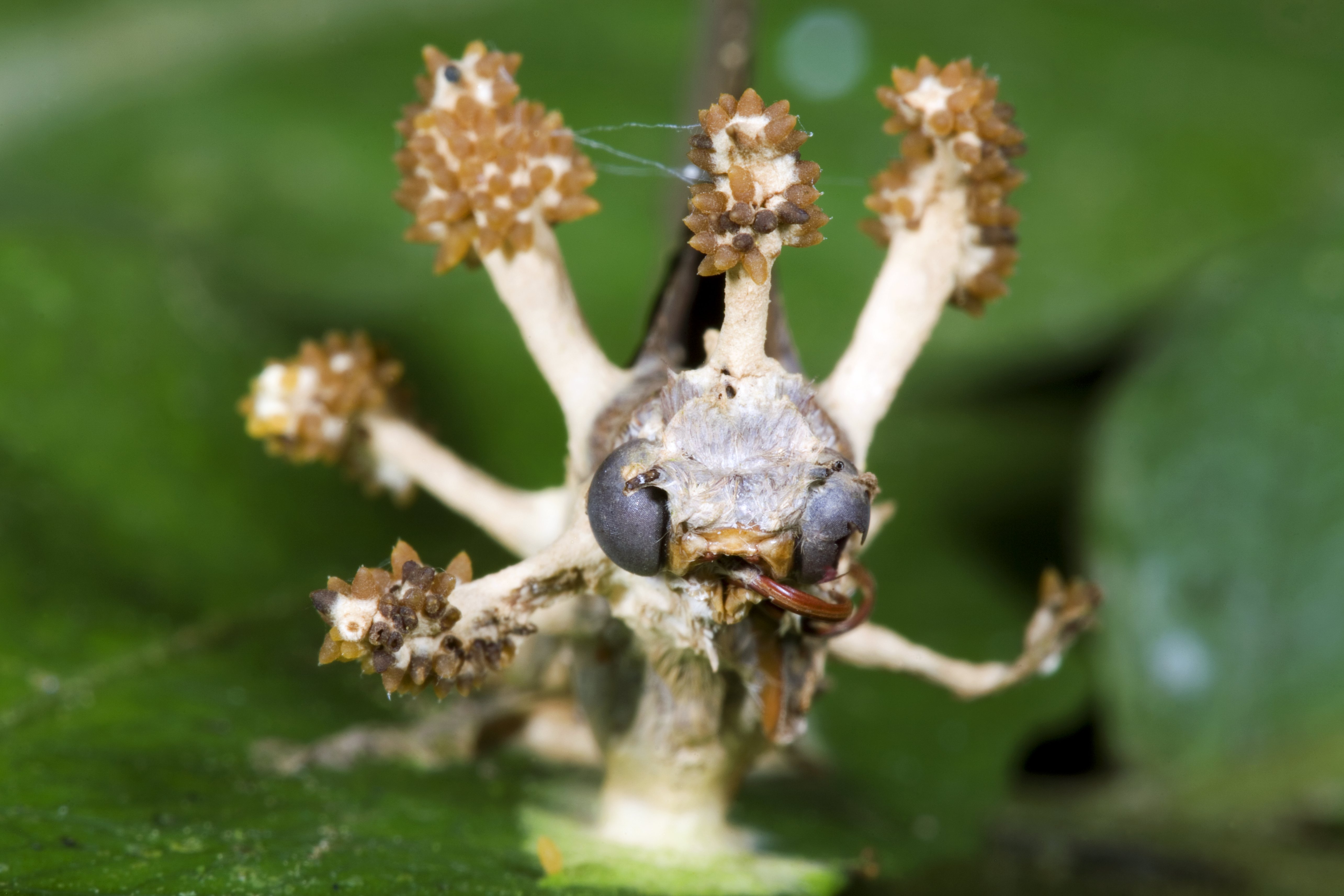 Cordyceps is meer dan een ‘zombieschimmel’