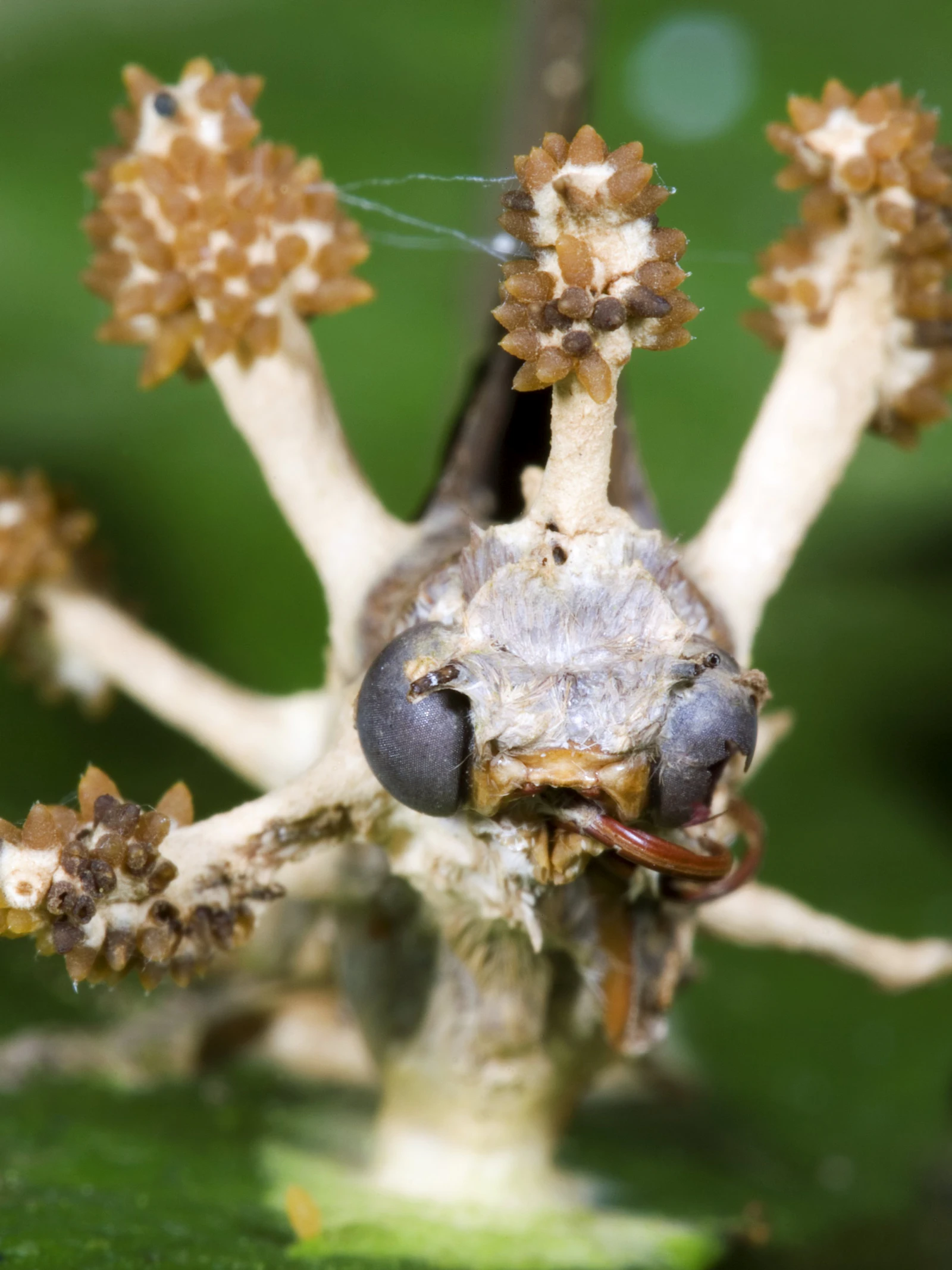 Cordyceps is meer dan een ‘zombieschimmel’