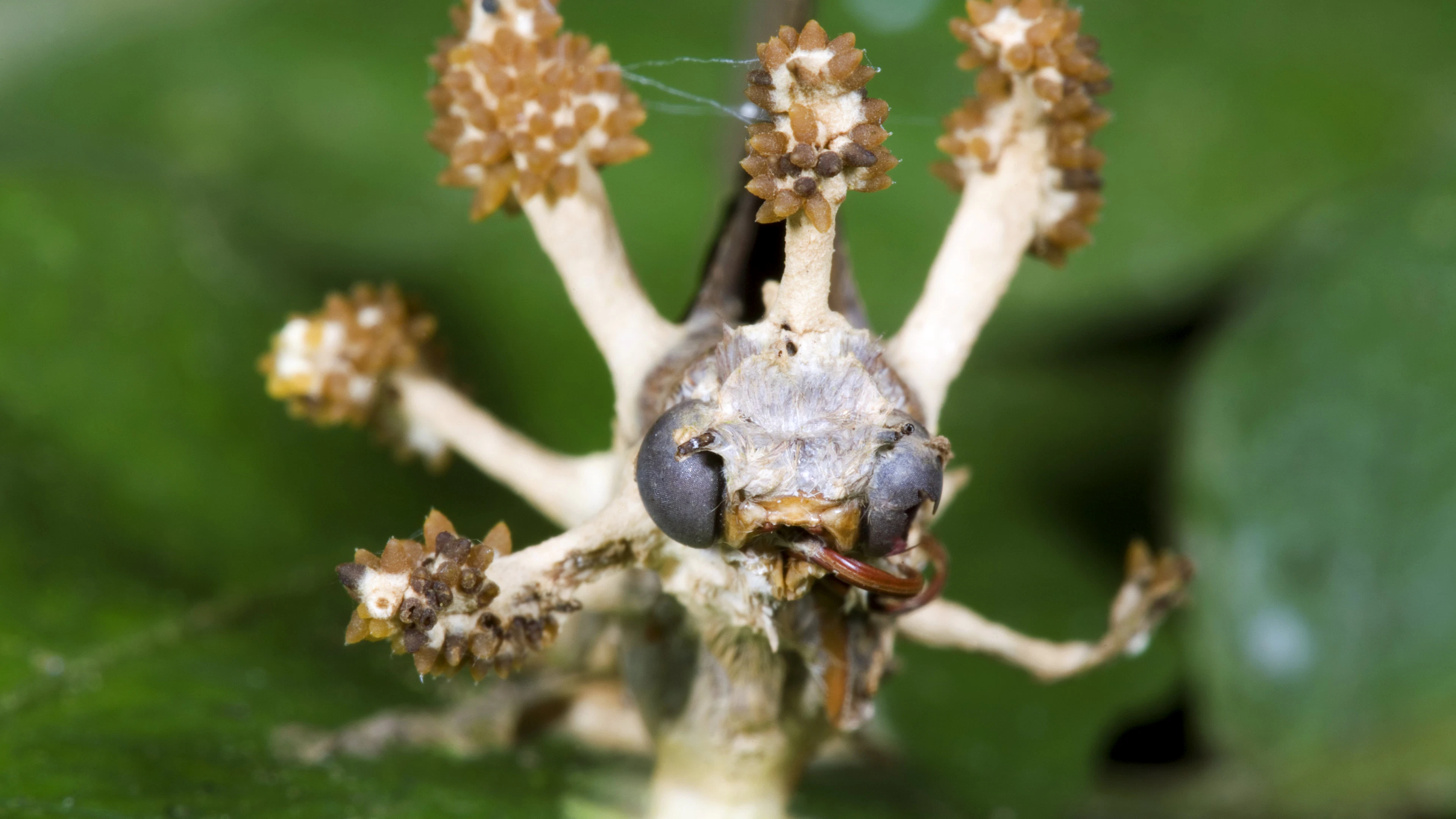 Cordyceps is meer dan een ‘zombieschimmel’