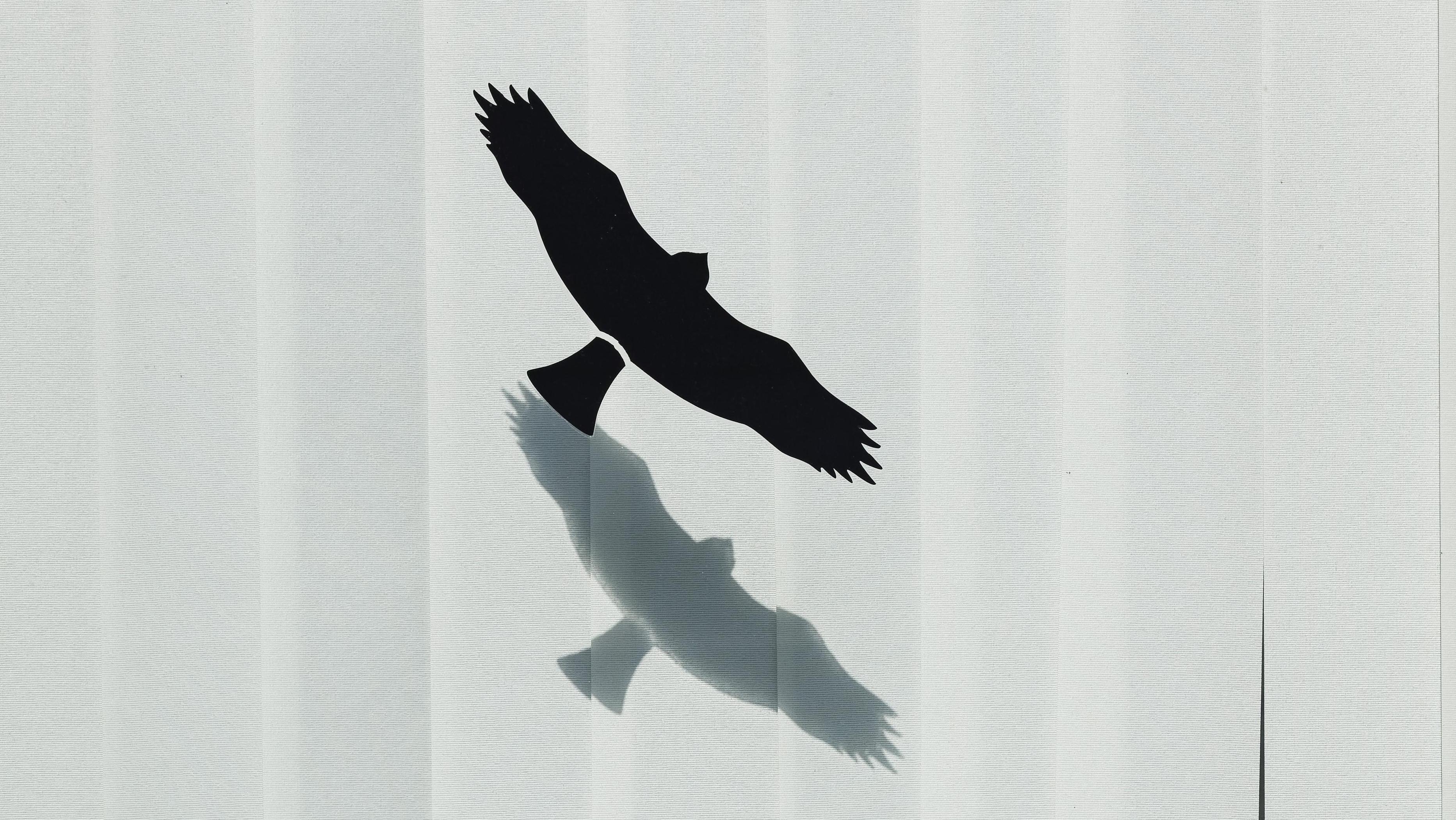 Enkel folies aan de buitenkant van  je raam voorkomen vogelsterfte