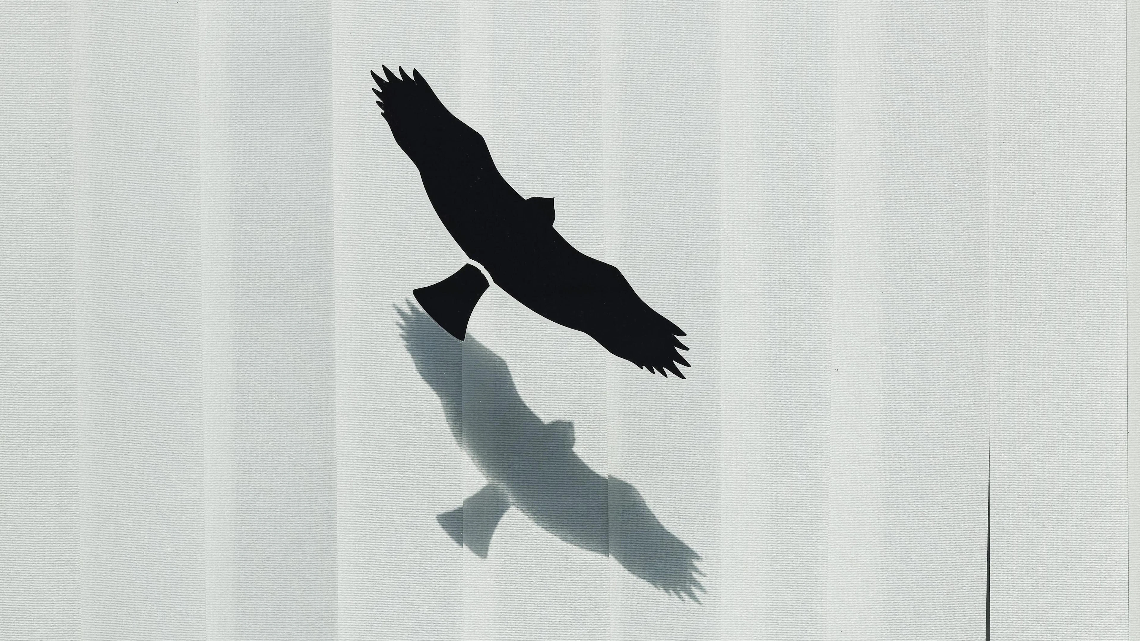 Enkel folies aan de buitenkant van je raam voorkomen vogelsterfte