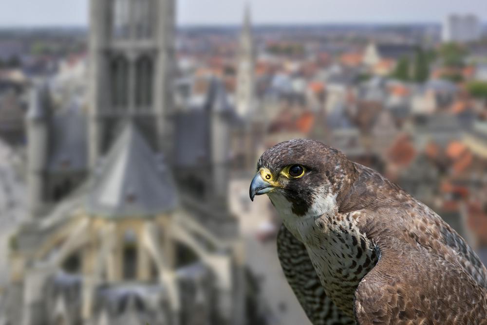Ook slechtvalken voelden de covid-19-lockdowns
