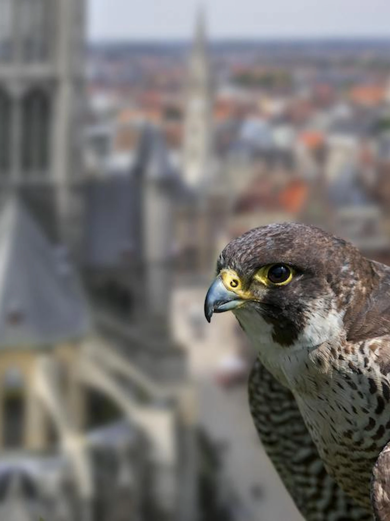 Ook slechtvalken voelden de covid-19-lockdowns