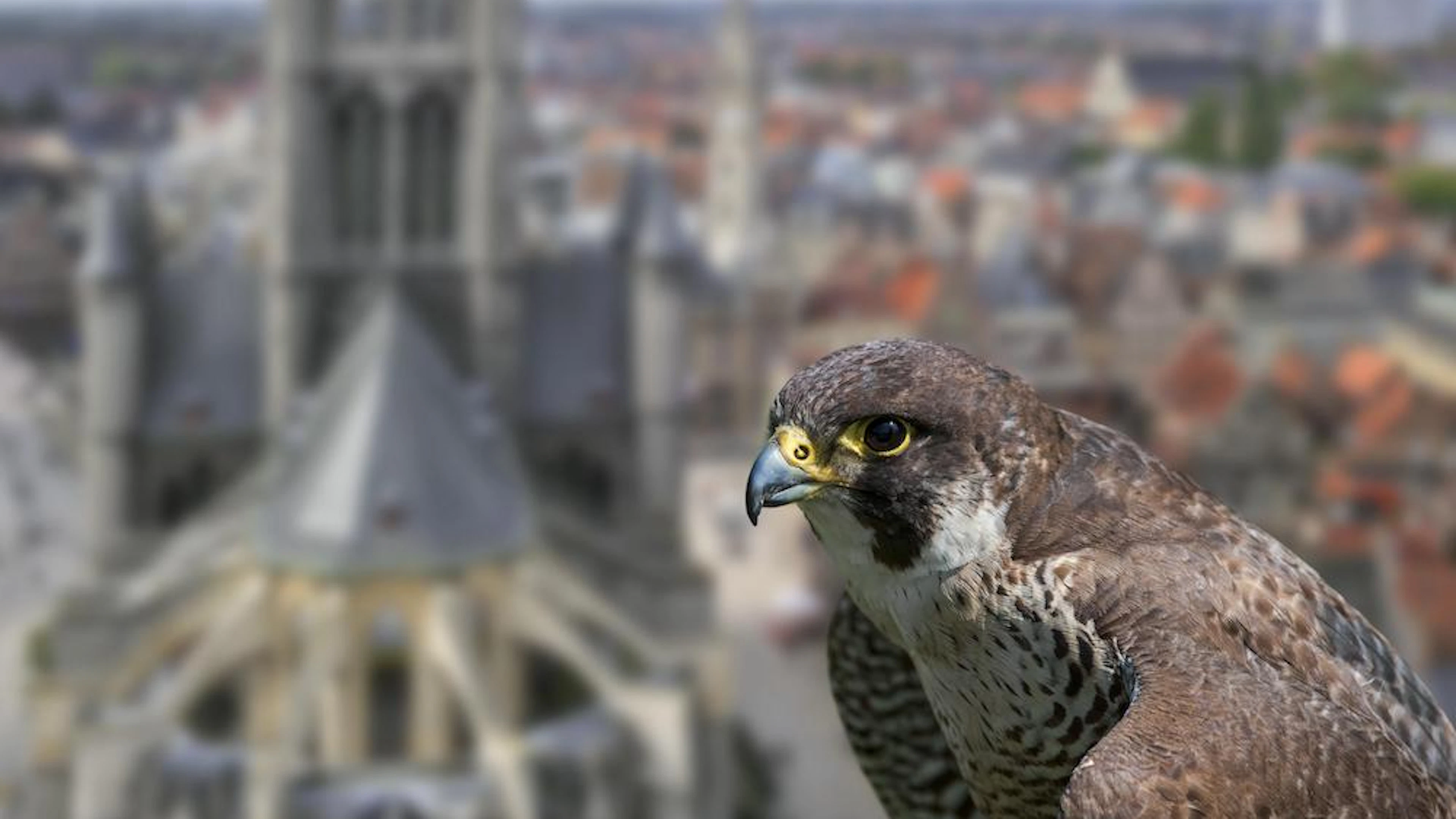 Ook slechtvalken voelden de covid-19-lockdowns
