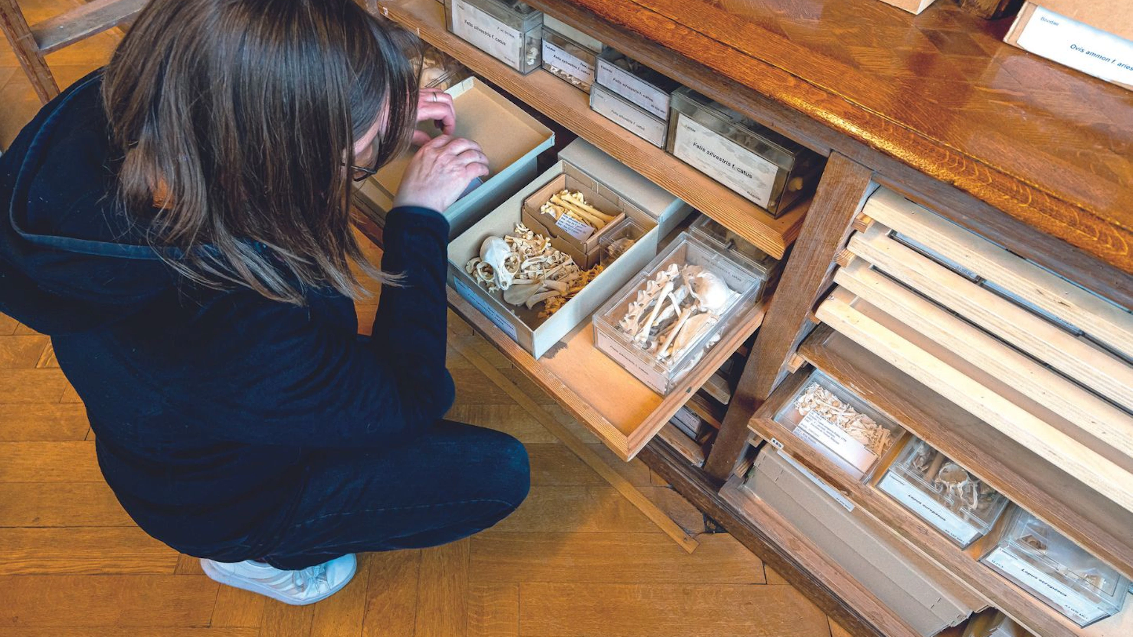 Archeologische kattenresten brengen de geschiedenis van de huiskat tot leven