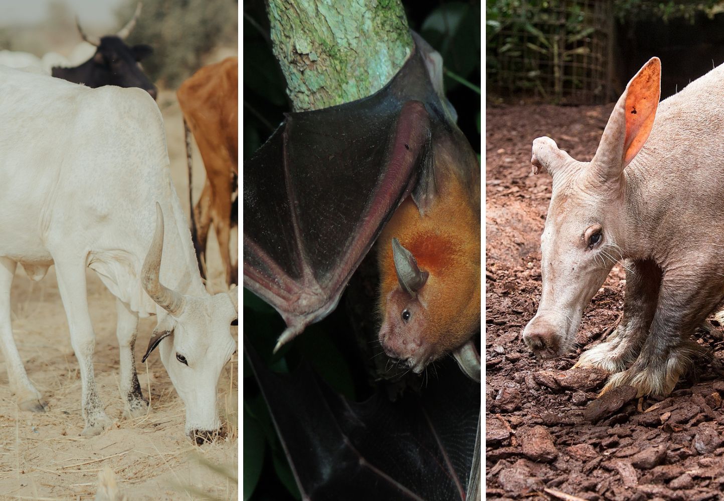 Wat 100 miljoen jaar evolutie met je doet: het zoogdieren-DNA uitgepluisd