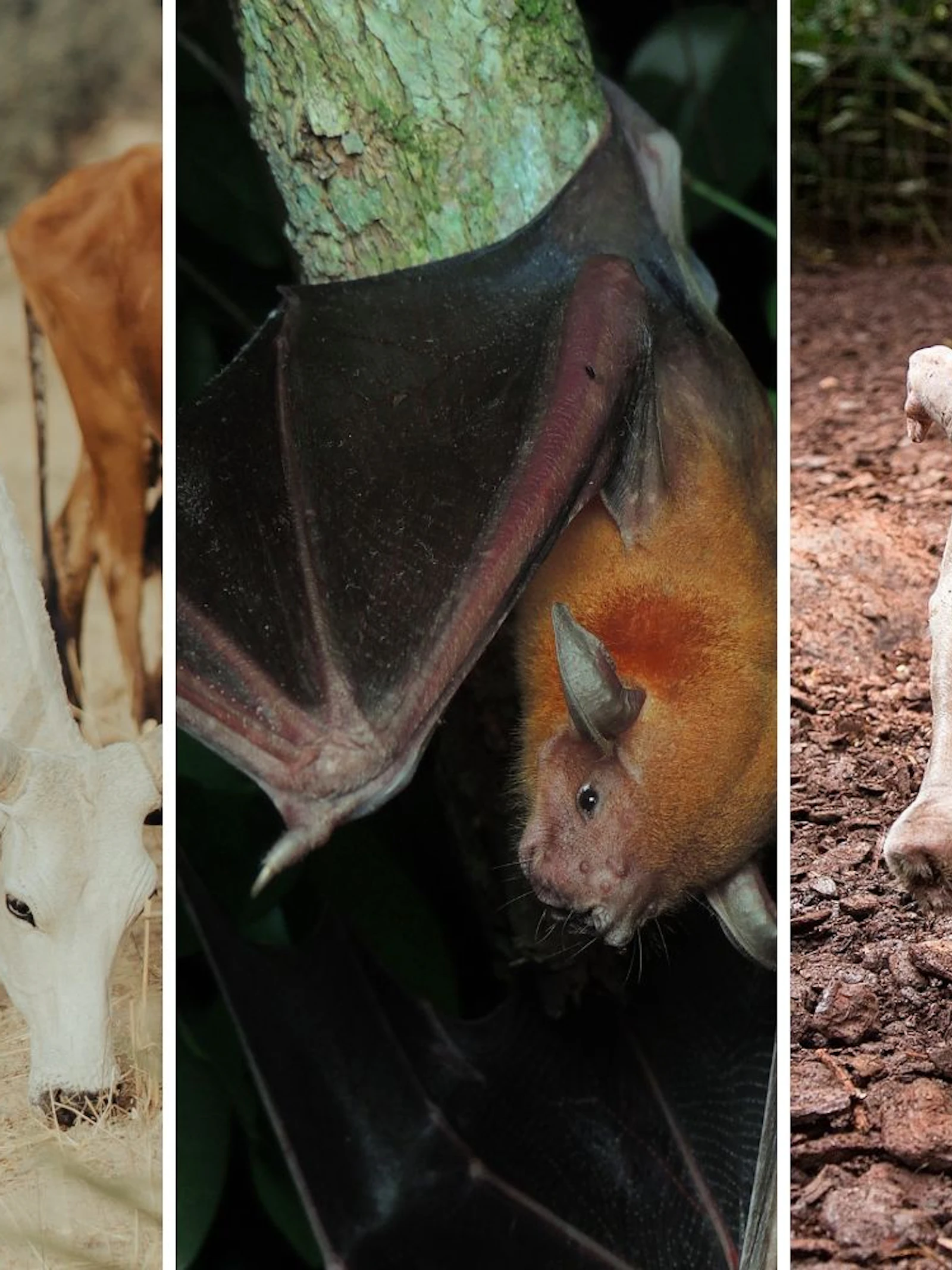 Wat 100 miljoen jaar evolutie met je doet: het zoogdieren-DNA uitgepluisd