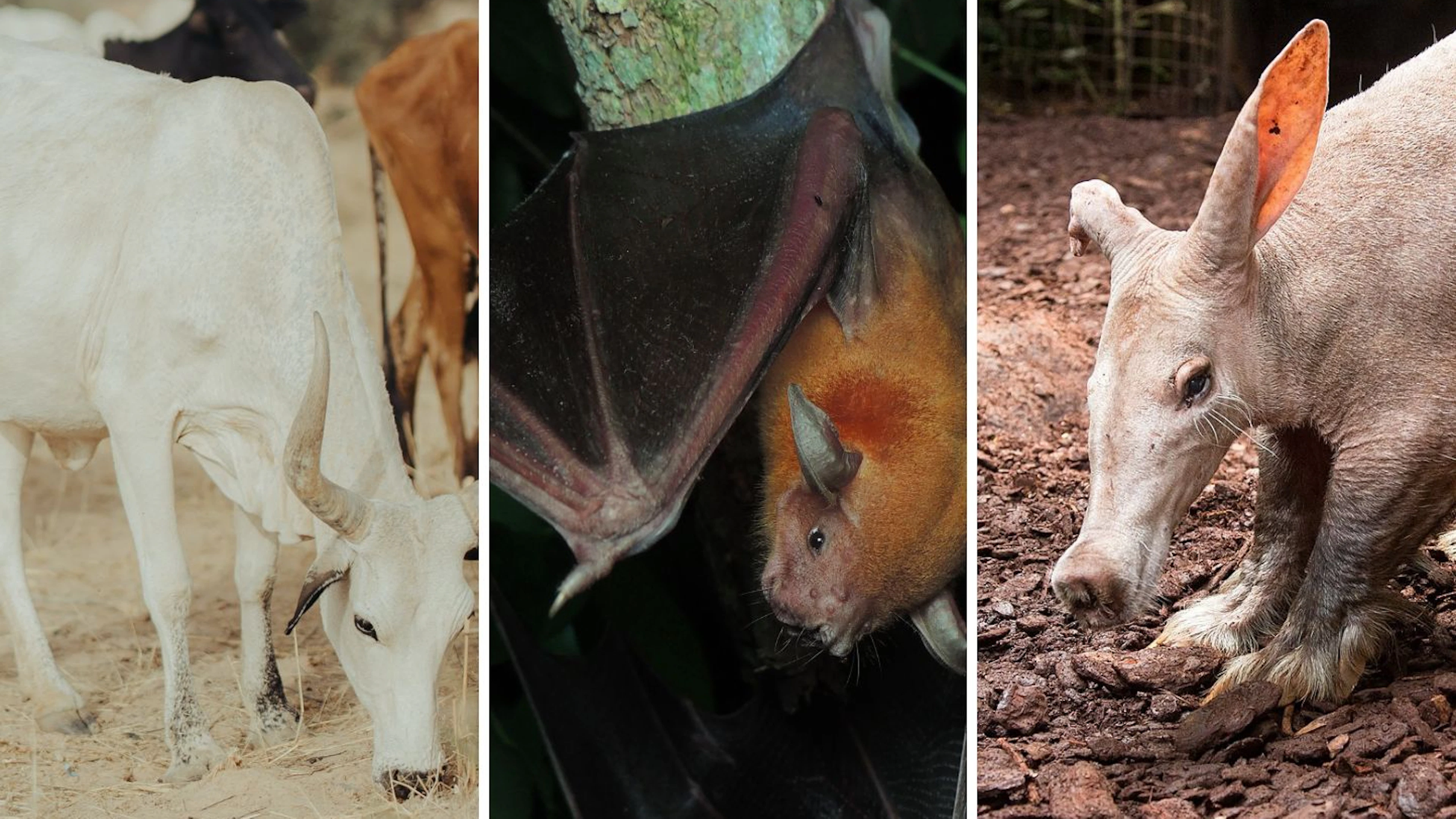 Wat 100 miljoen jaar evolutie met je doet: het zoogdieren-DNA uitgepluisd