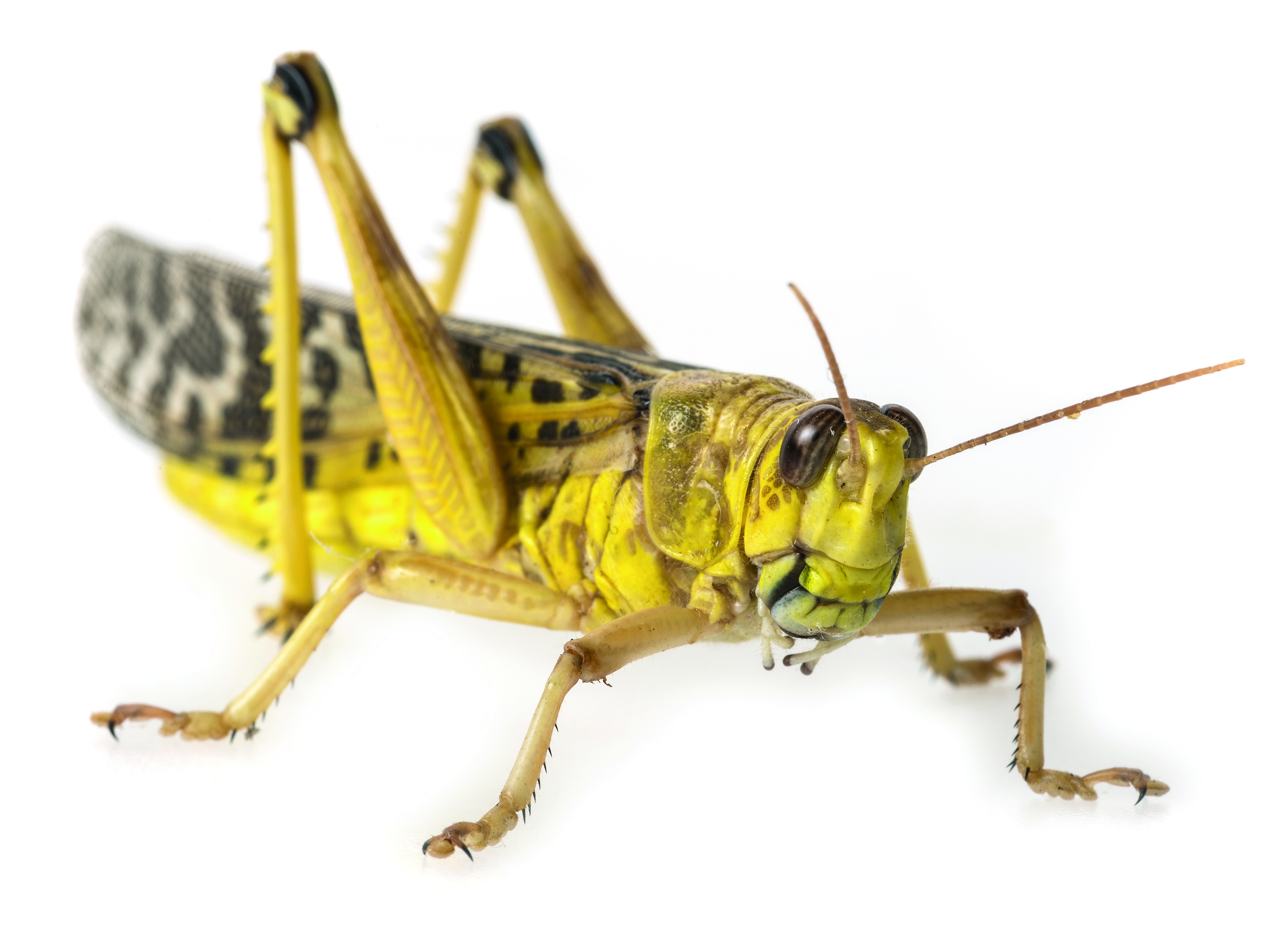Nieuwe microfoon geïnspireerd op insectenoren