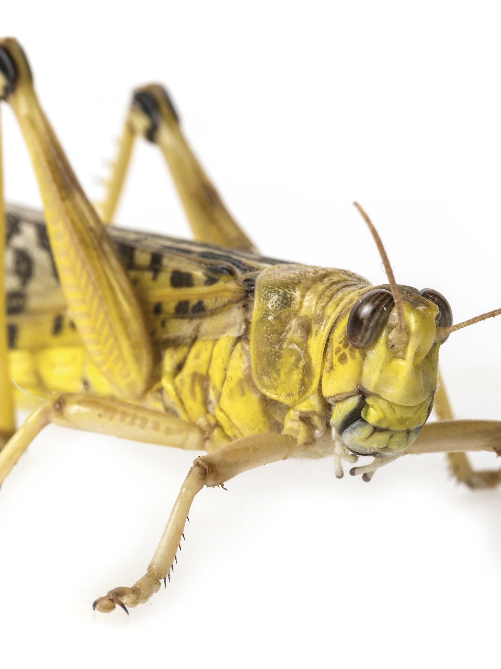 Nieuwe microfoon geïnspireerd op insectenoren