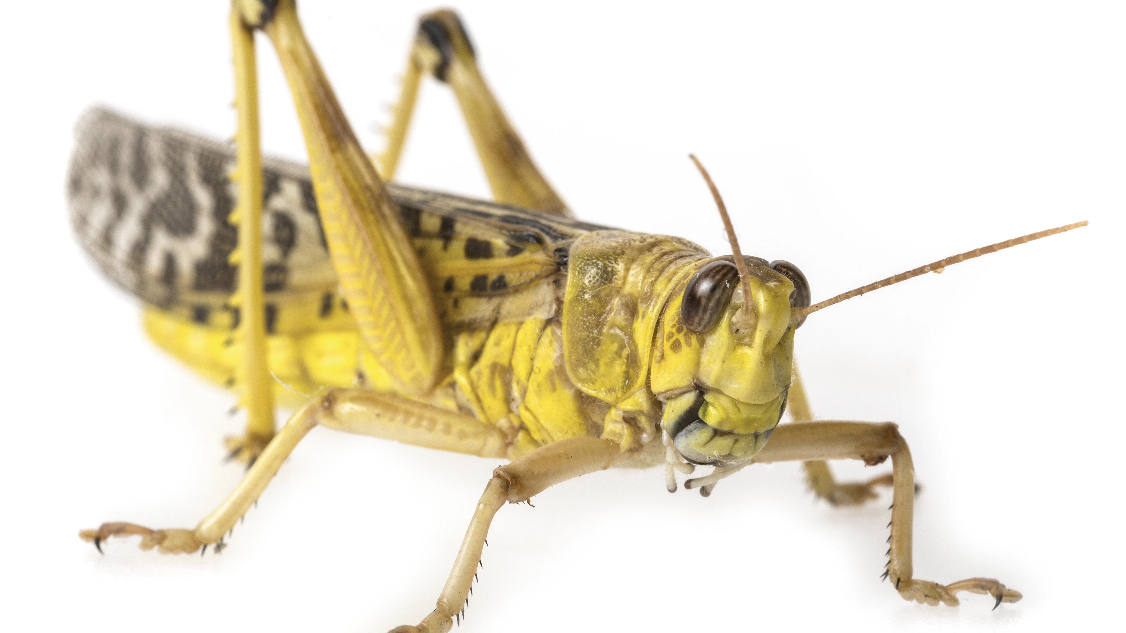 Nieuwe microfoon geïnspireerd op insectenoren