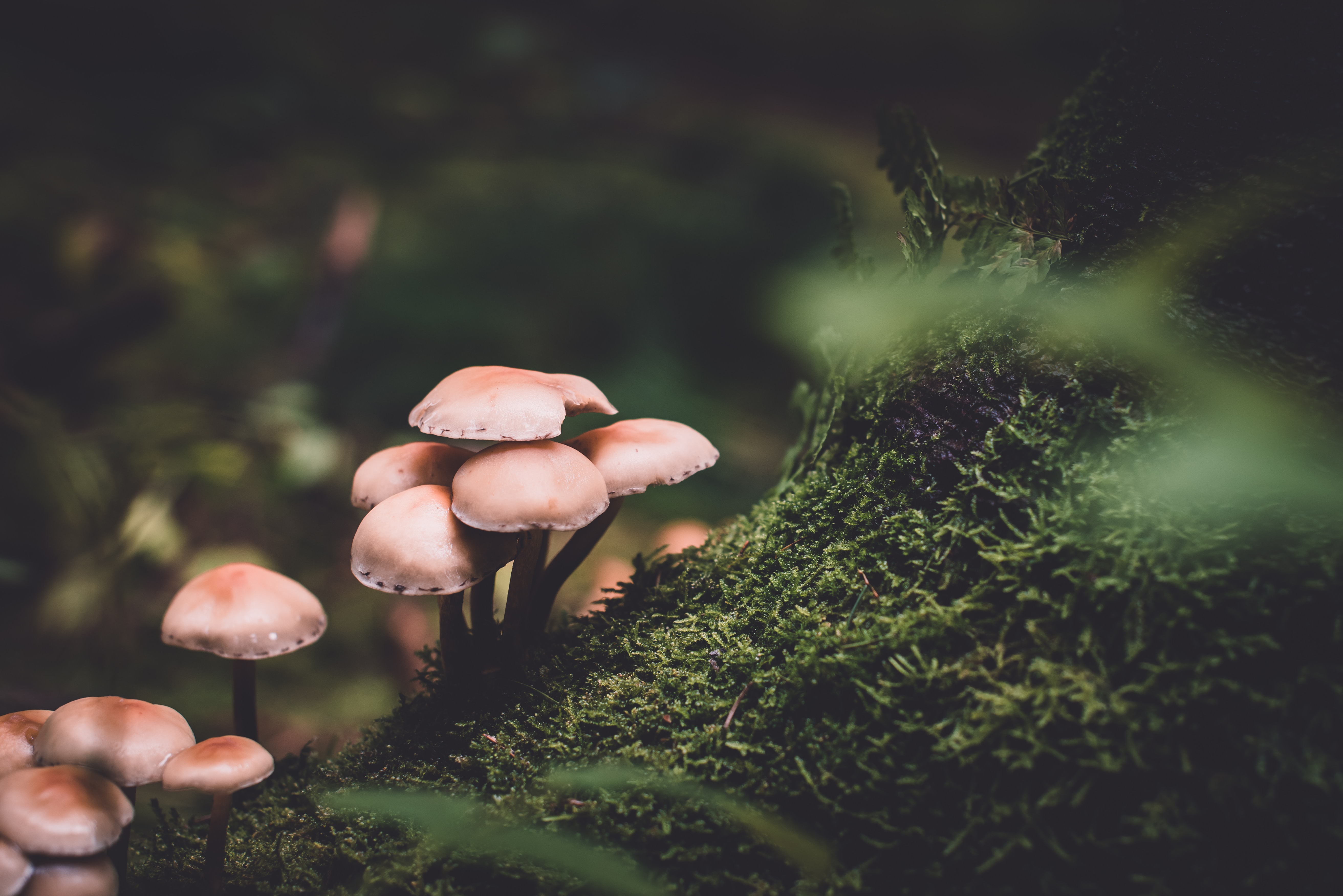 Paddenstoelen zijn ‘spraakzamer’ na een regenbui