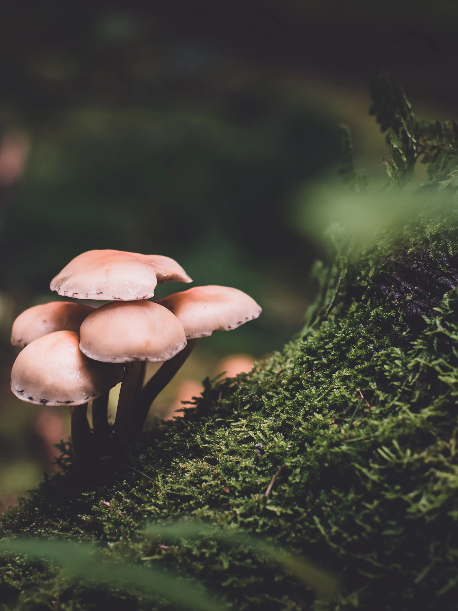 Paddenstoelen zijn ‘spraakzamer’ na een regenbui
