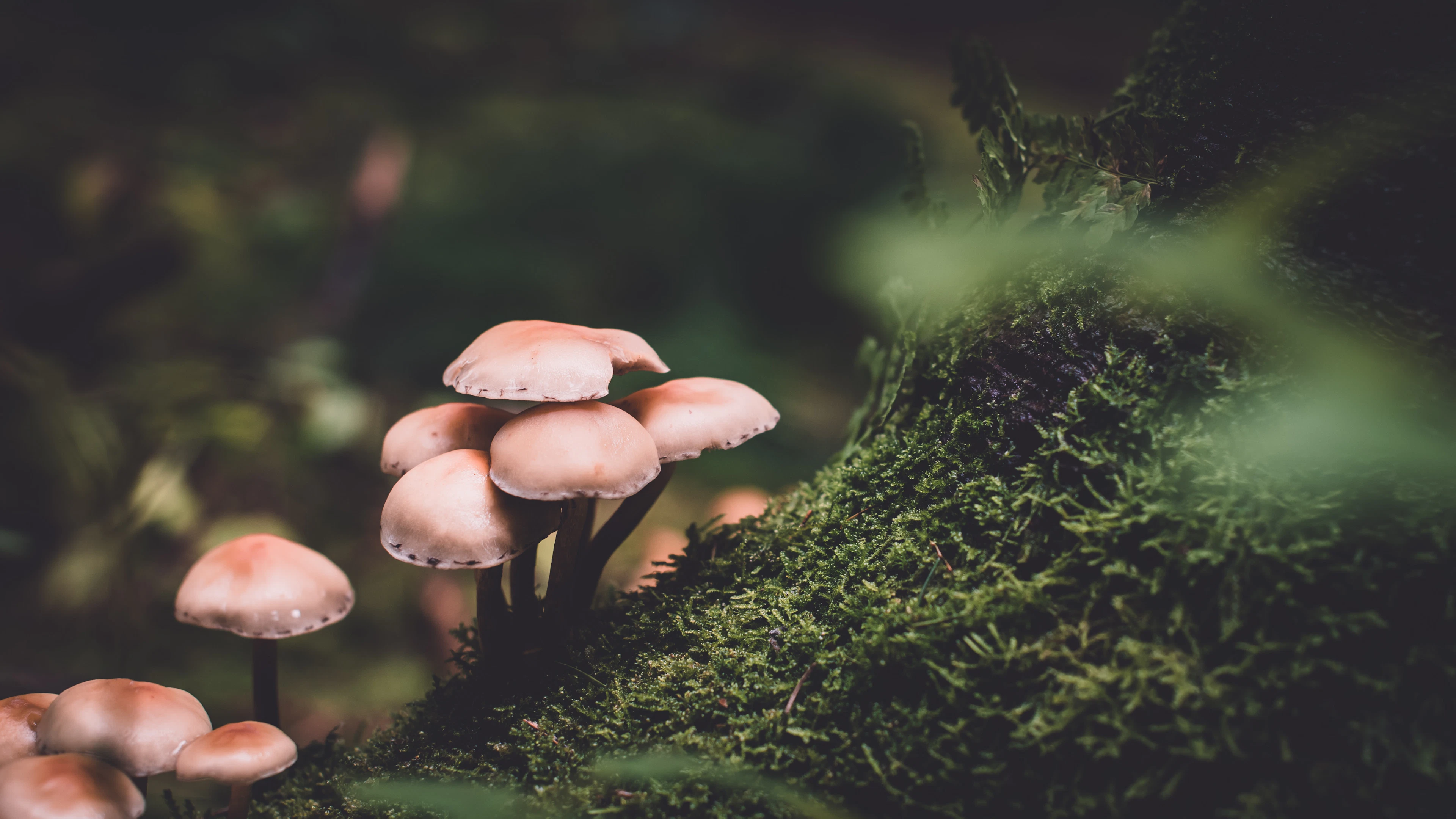 Paddenstoelen zijn ‘spraakzamer’ na een regenbui