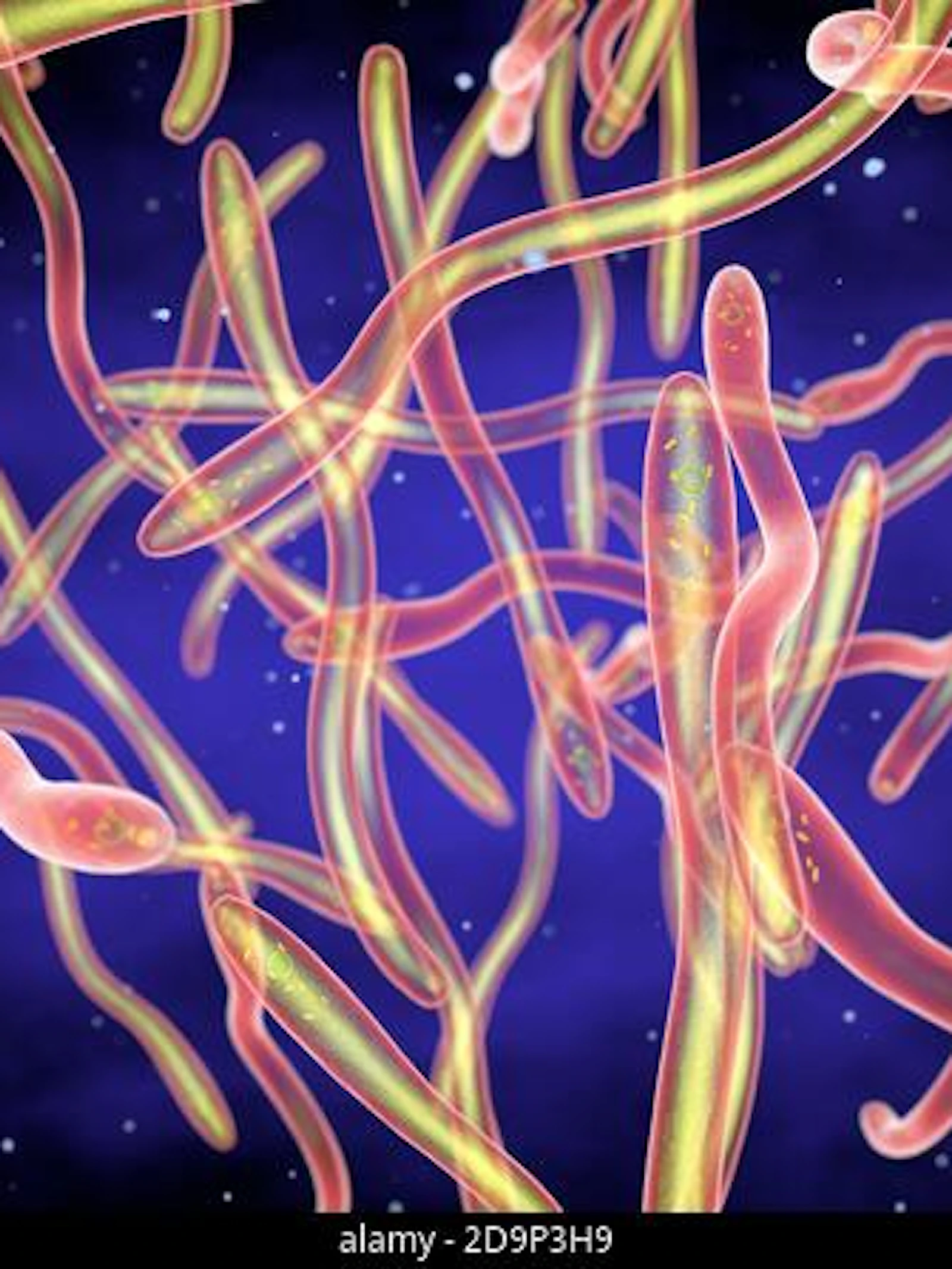 Zonder deze superheld geen PCR-test