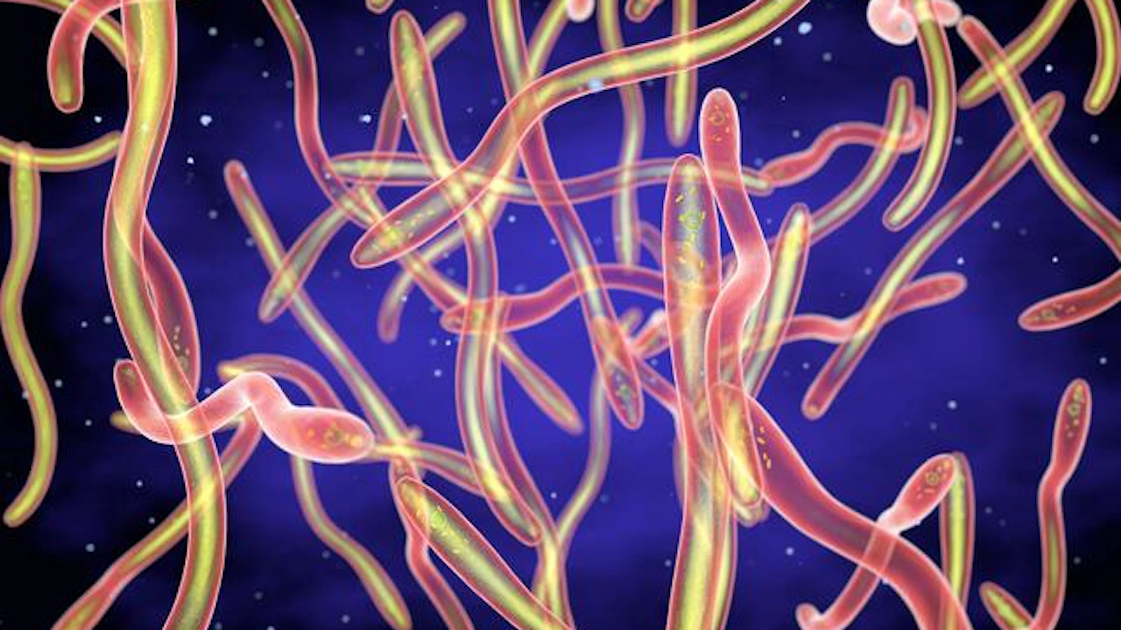 Zonder deze superheld geen PCR-test