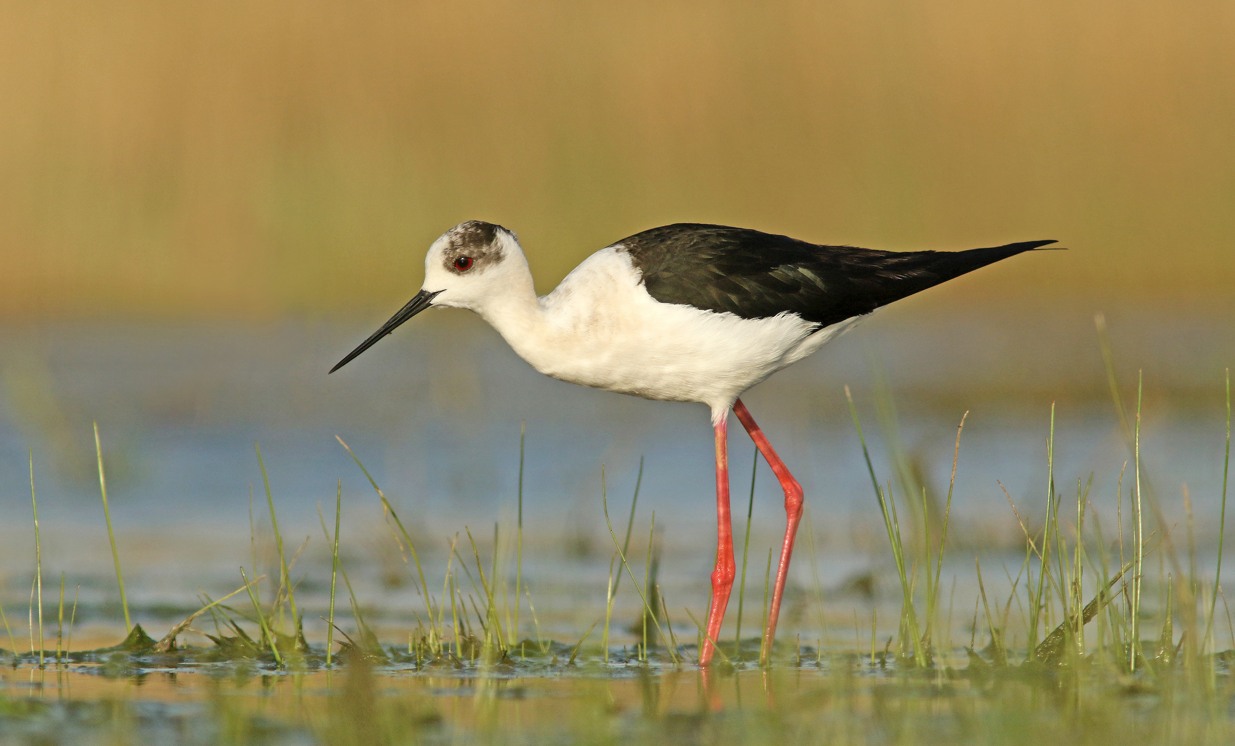 Zuiderse vogels vluchten voor de droogte