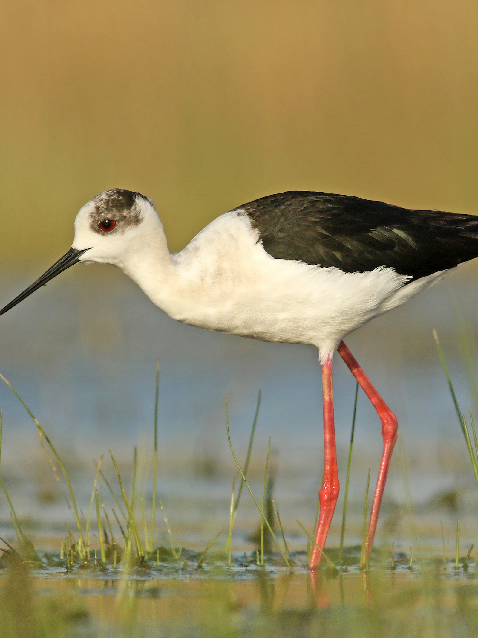 Zuiderse vogels vluchten voor de droogte