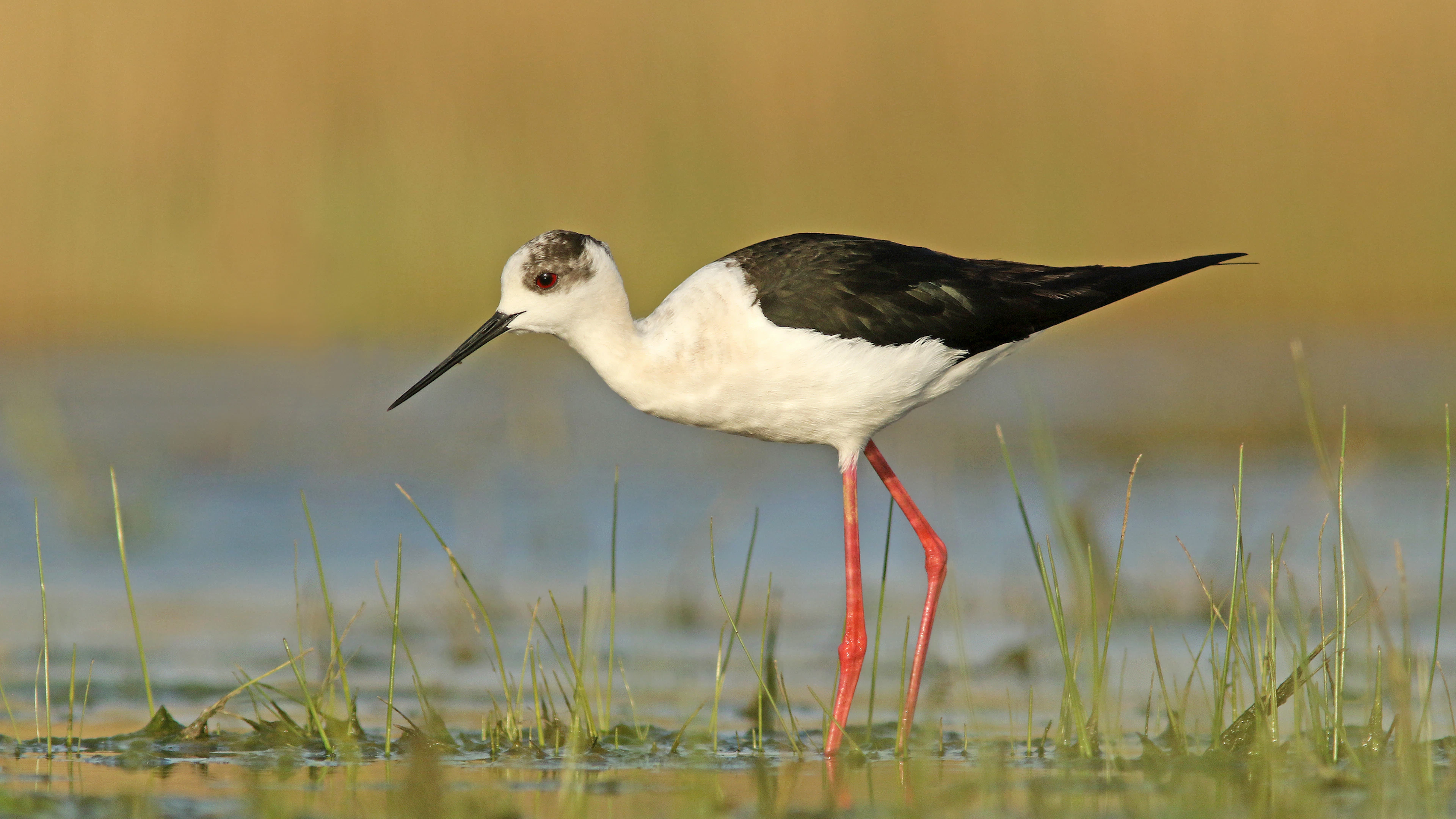 Zuiderse vogels vluchten voor de droogte
