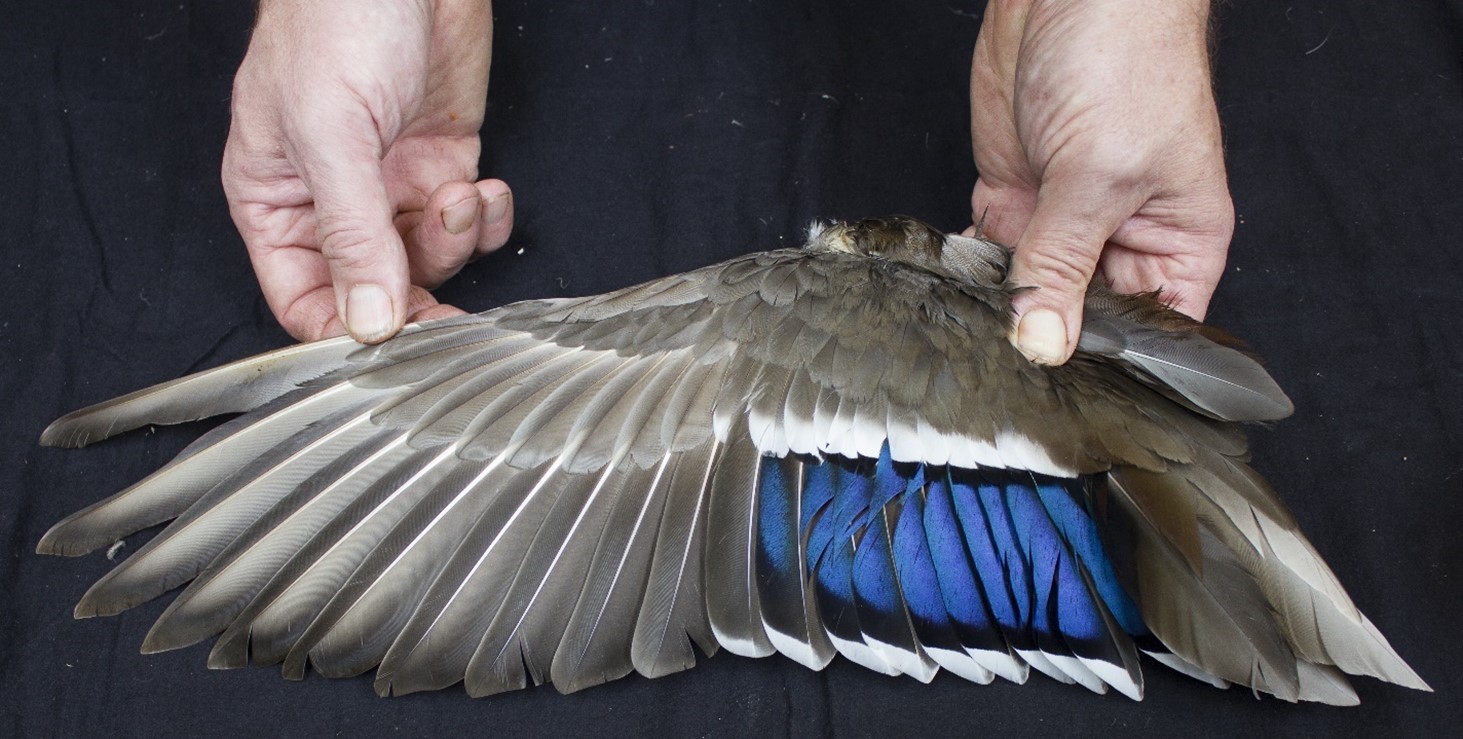 Botjes van 31.000 jaar oud wijzen op voorliefde voor eendenvleugels