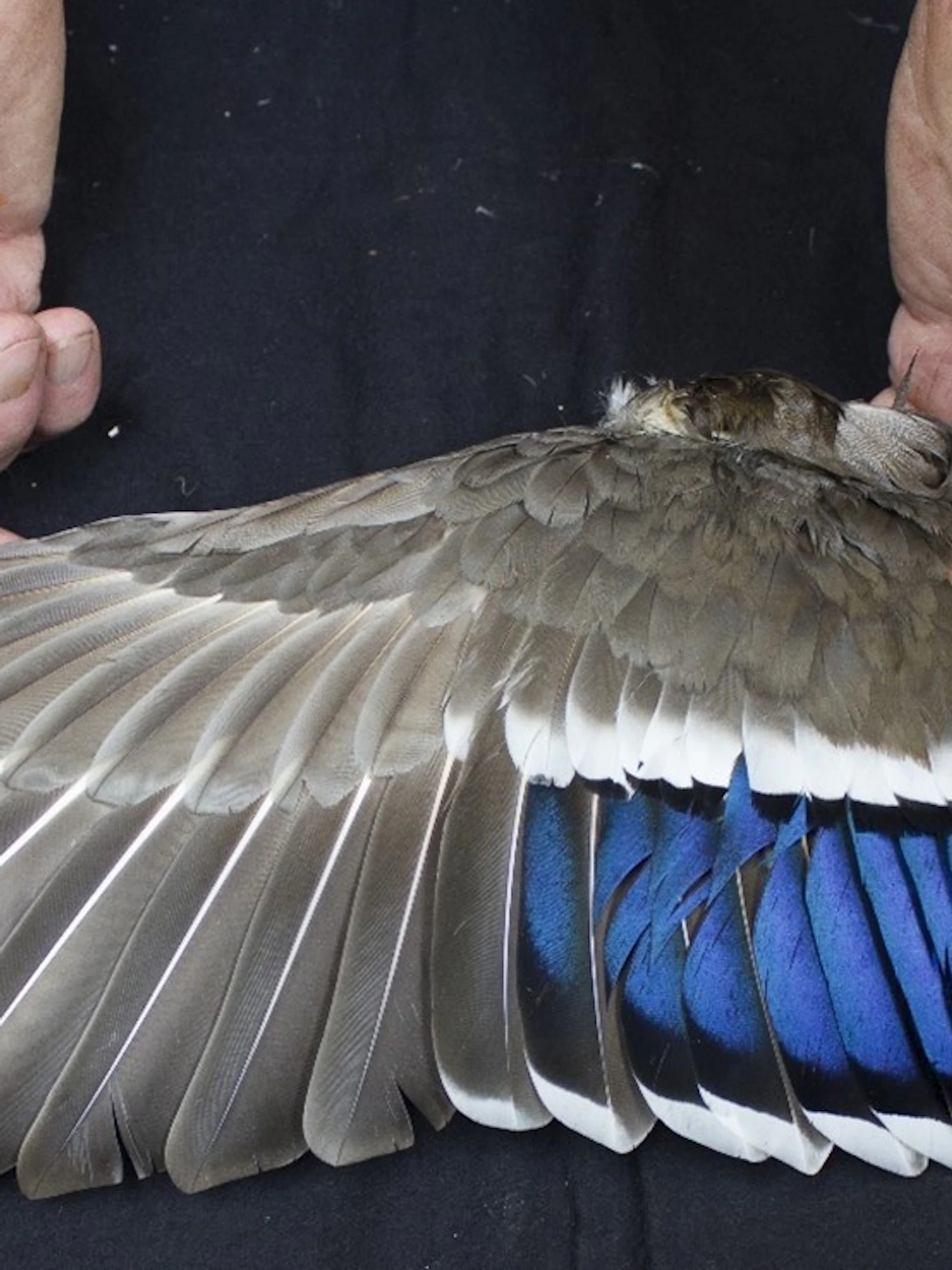 Vleugel van een wilde eend, met kleurrijke en glanzende veren. (Foto: KBIN) Botjes van 31.000 jaar oud wijzen op voorliefde voor eendenvleugels