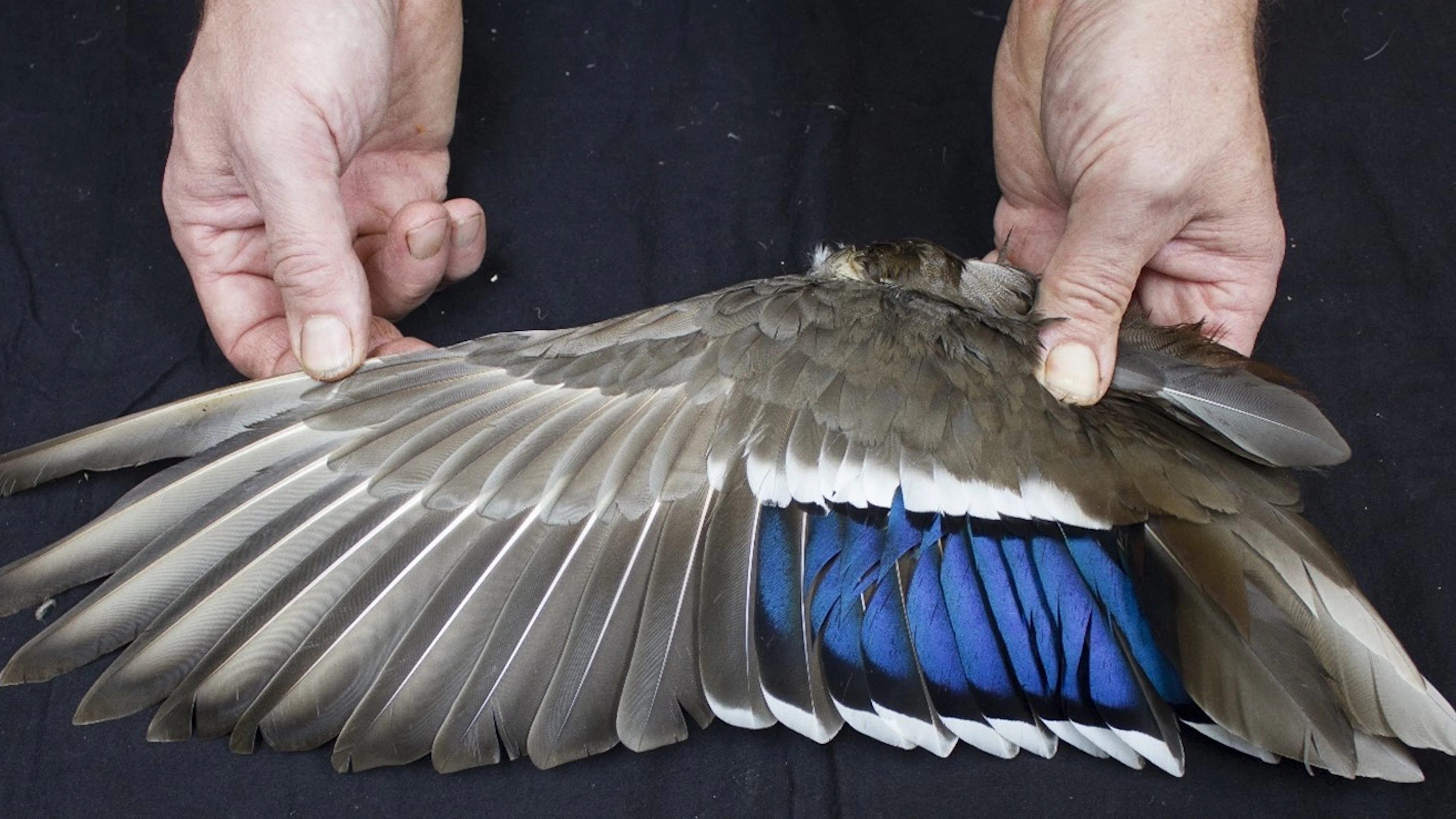 Vleugel van een wilde eend, met kleurrijke en glanzende veren. (Foto: KBIN) Botjes van 31.000 jaar oud wijzen op voorliefde voor eendenvleugels