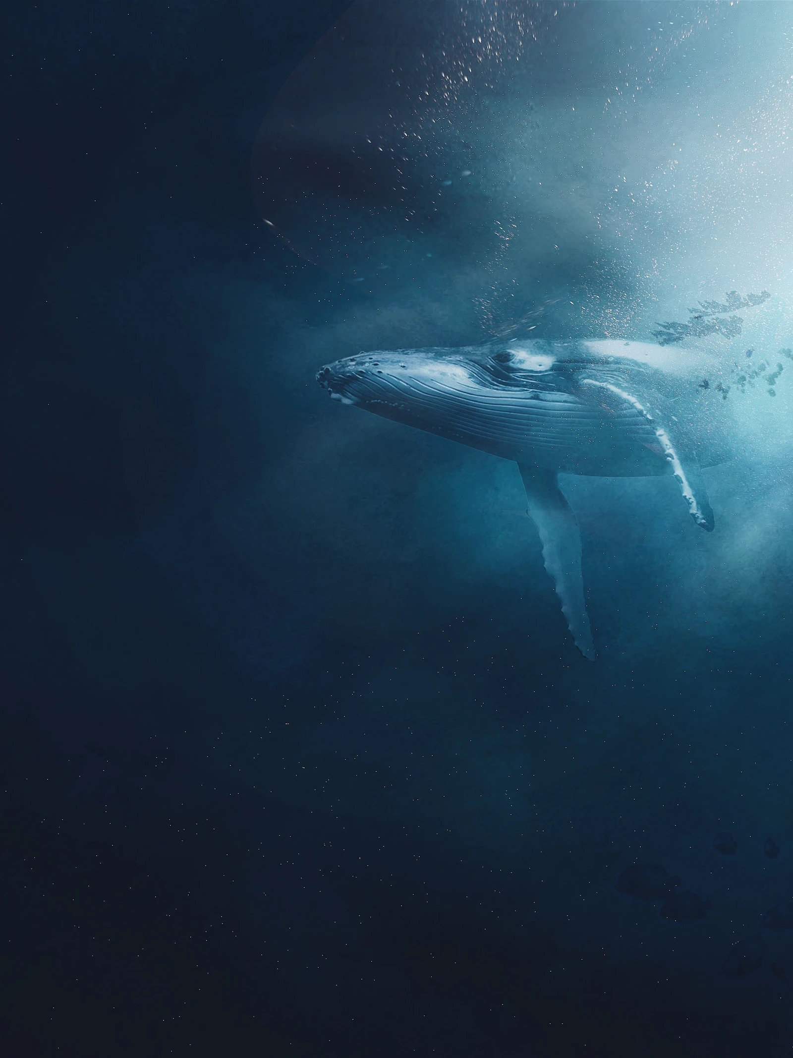 Walvis dan toch geen klimaatheld